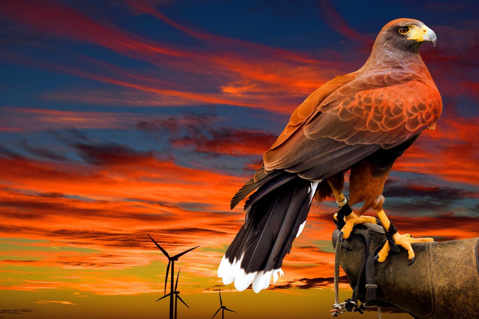 Nikon D5300 sample photo. Falcon, bird, animal world photography