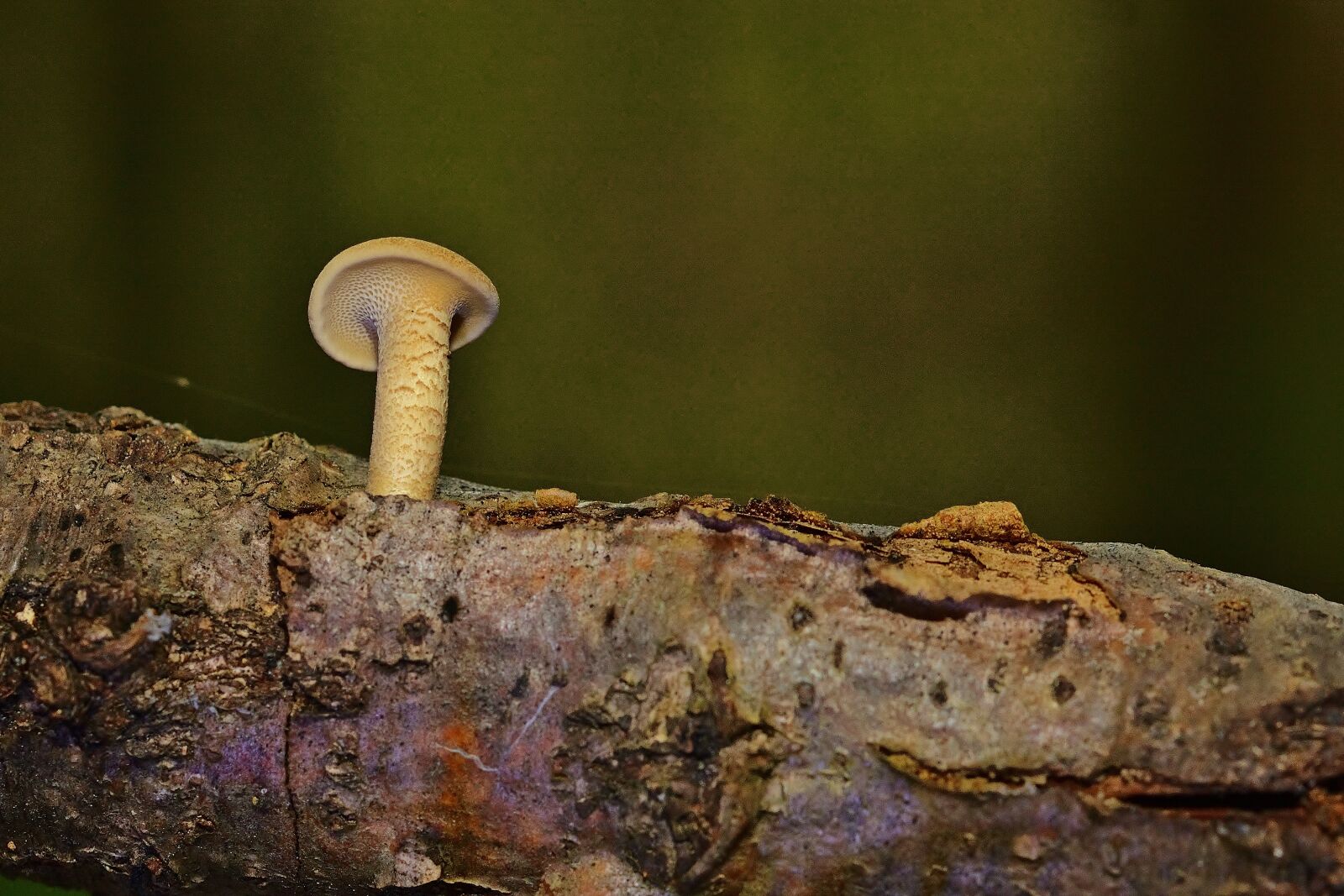 Nikon D5200 sample photo. Nature, forest, mushroom photography