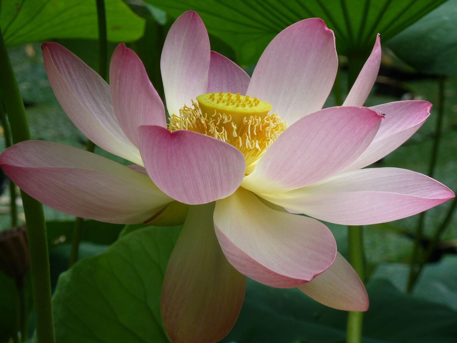 Panasonic Lumix DMC-ZS5 (Lumix DMC-TZ8) sample photo. Lotus blossom, lotus, close photography