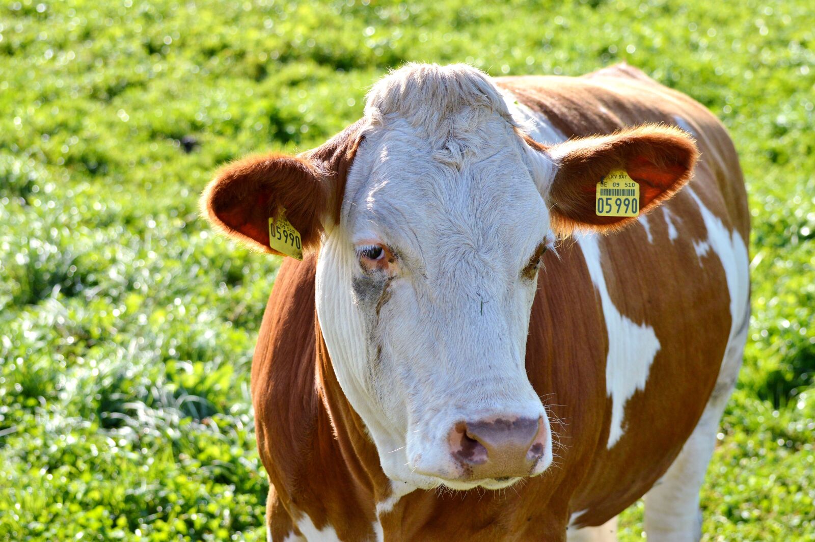 Nikon D3200 sample photo. Cow, beef, ruminant photography