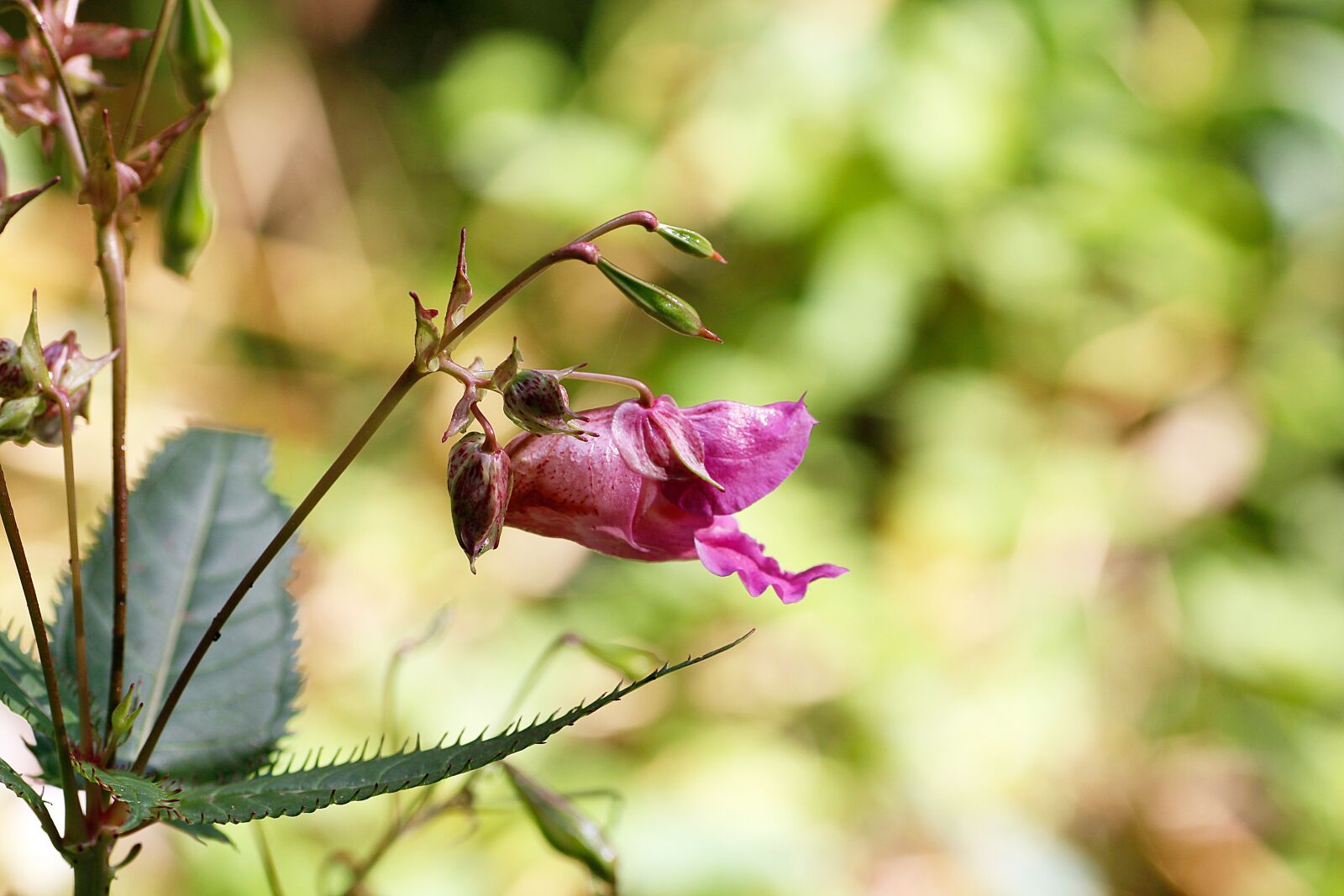 Canon EOS 650D (EOS Rebel T4i / EOS Kiss X6i) sample photo. Himalayan balsam, forest, plant photography