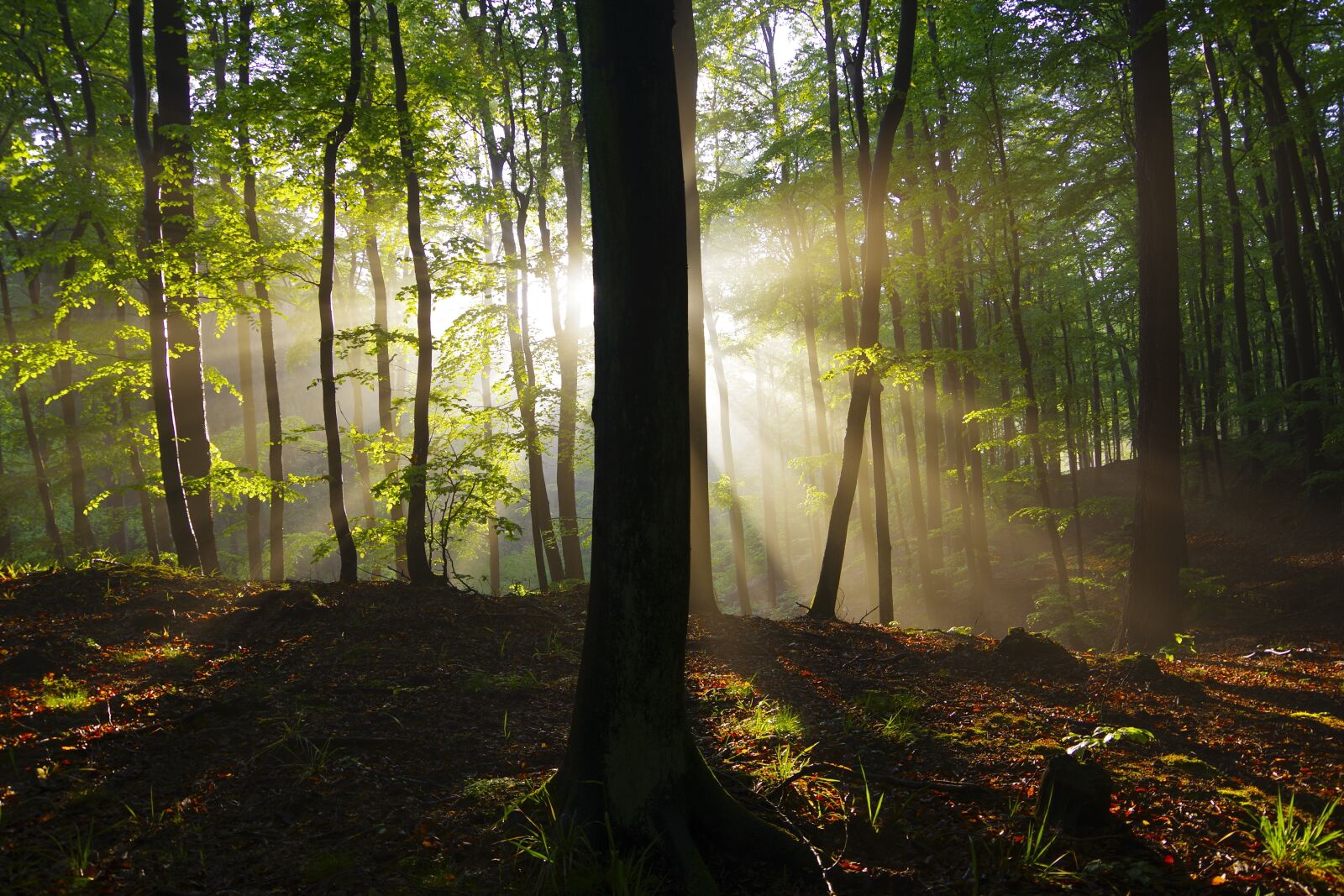 Pentax K-70 sample photo. Trees, tree, forest photography
