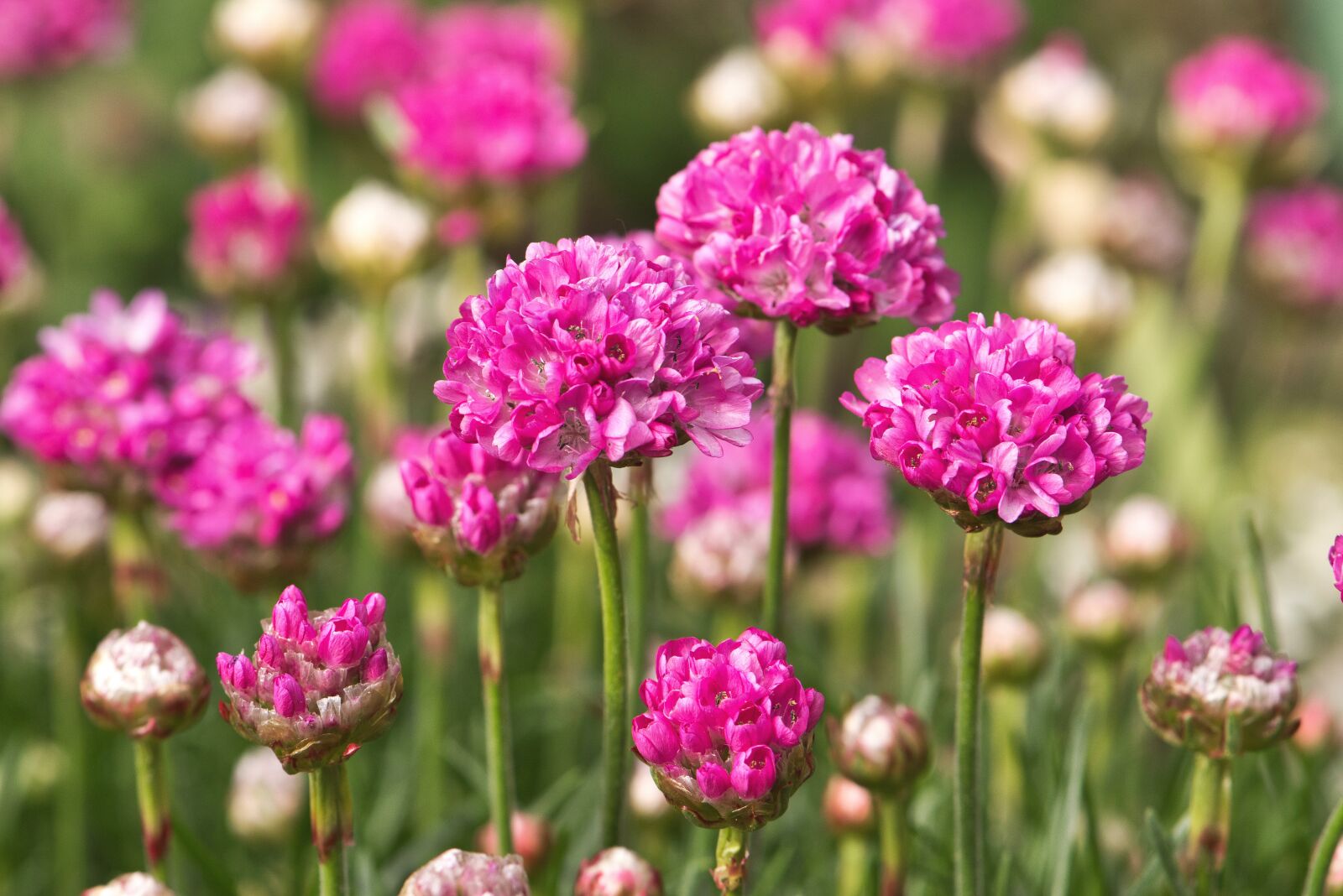 Nikon D5600 sample photo. Flowers, red, pink photography