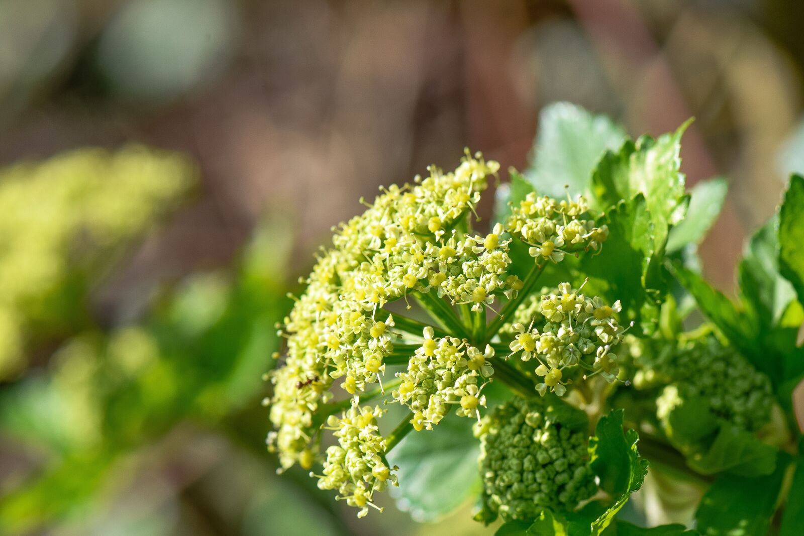 Nikon D5300 sample photo. Spring, bush, nature photography
