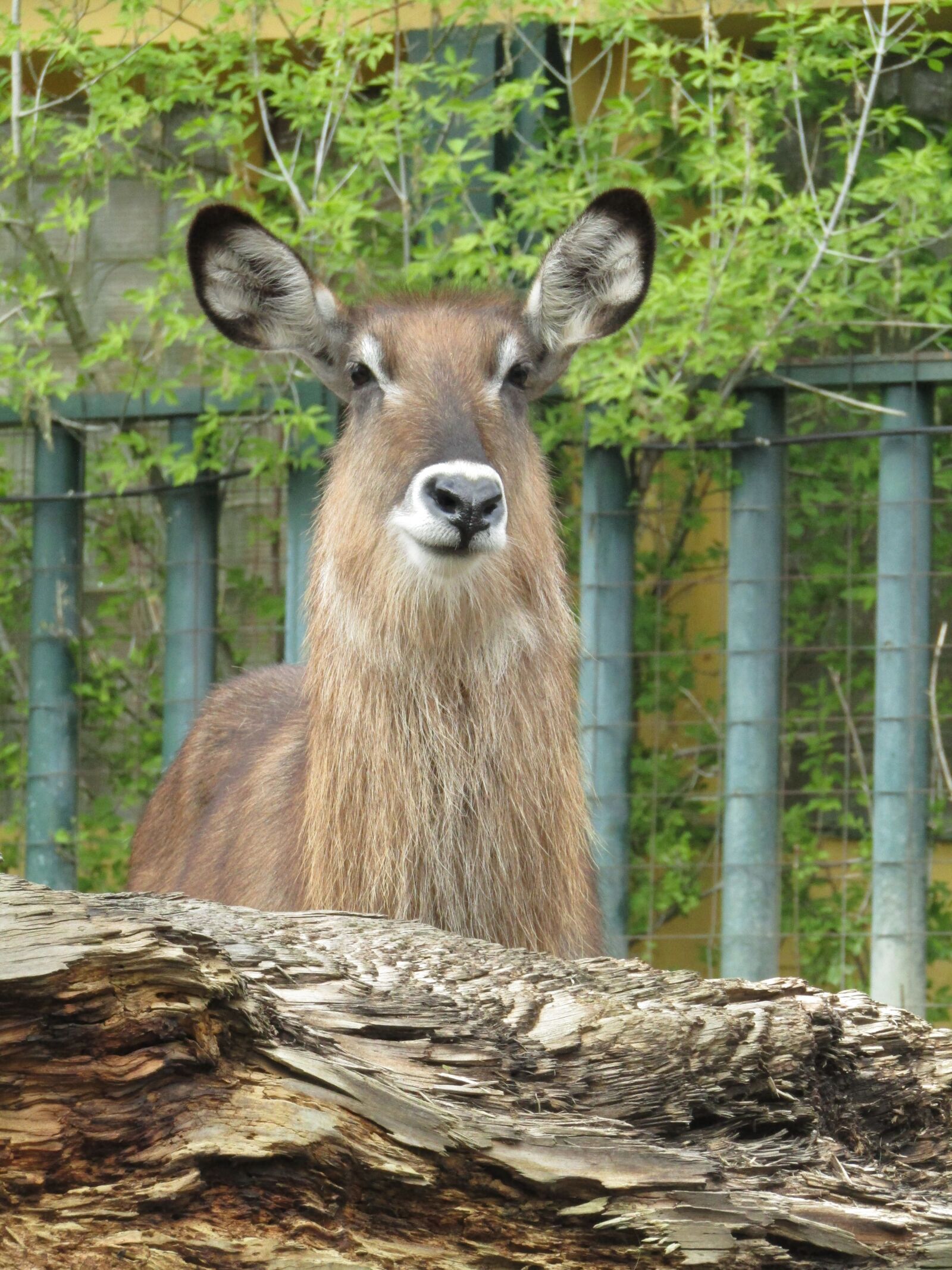 Canon PowerShot SX410 IS sample photo. Mammal, zoo, head photography