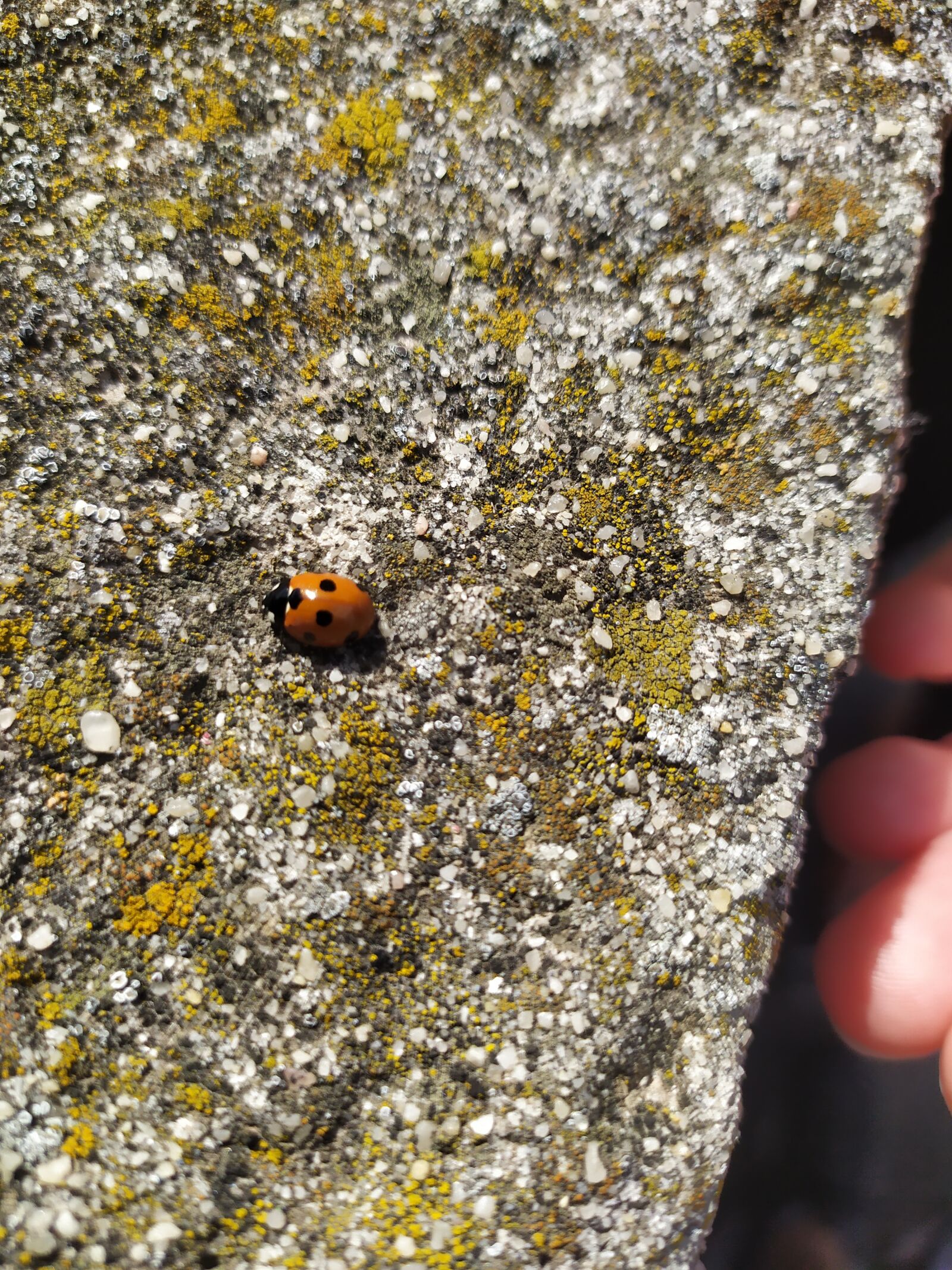 Xiaomi Redmi Note 7 sample photo. Ladybug, insect, nature photography