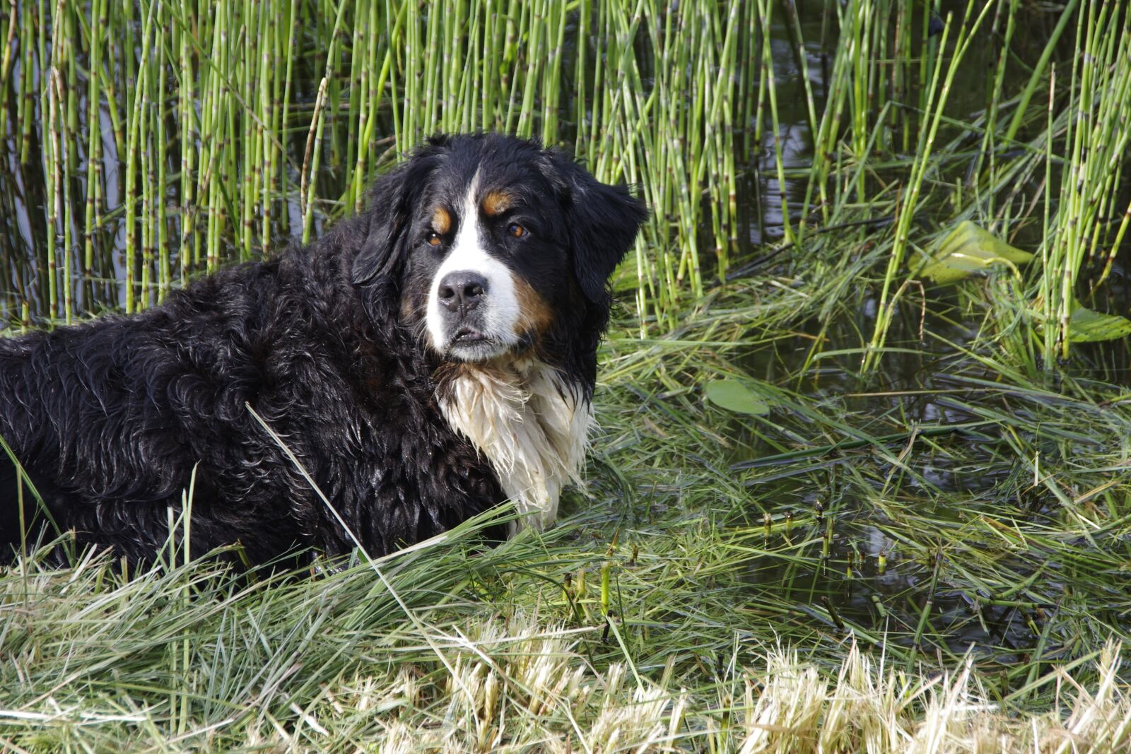 Pentax K-5 sample photo. Bernese mountain dog, dog photography