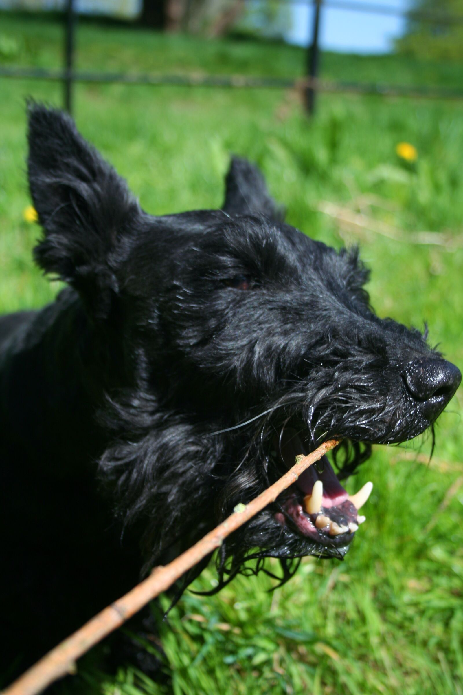 Canon EOS 350D (EOS Digital Rebel XT / EOS Kiss Digital N) sample photo. Dog, stick, scottish terrier photography