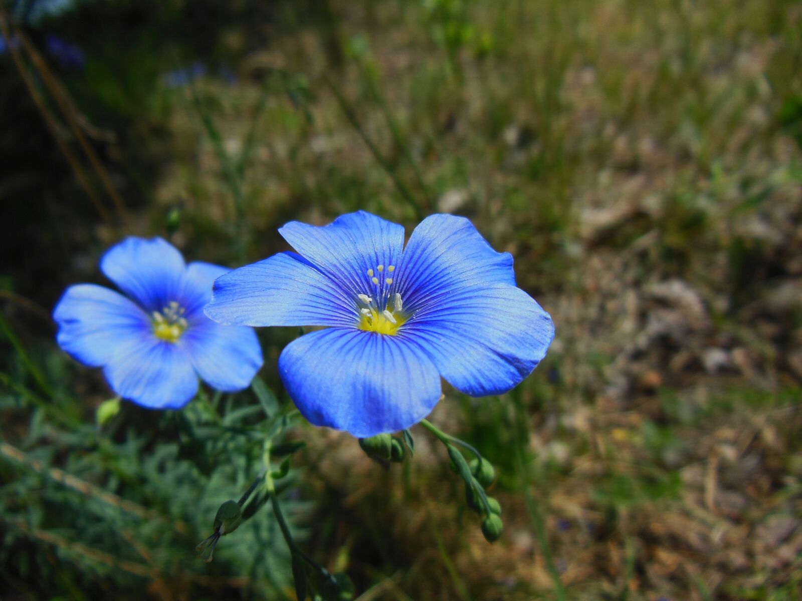 Nikon Coolpix S9300 sample photo. Hungary, flower, spring photography