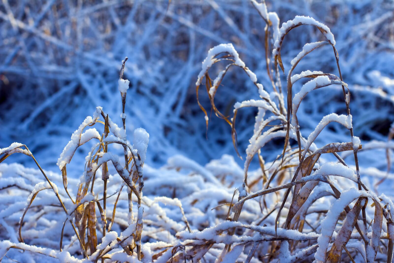 Canon EOS 600D (Rebel EOS T3i / EOS Kiss X5) + Canon EF 50mm F1.4 USM sample photo. Winter, snow, december photography