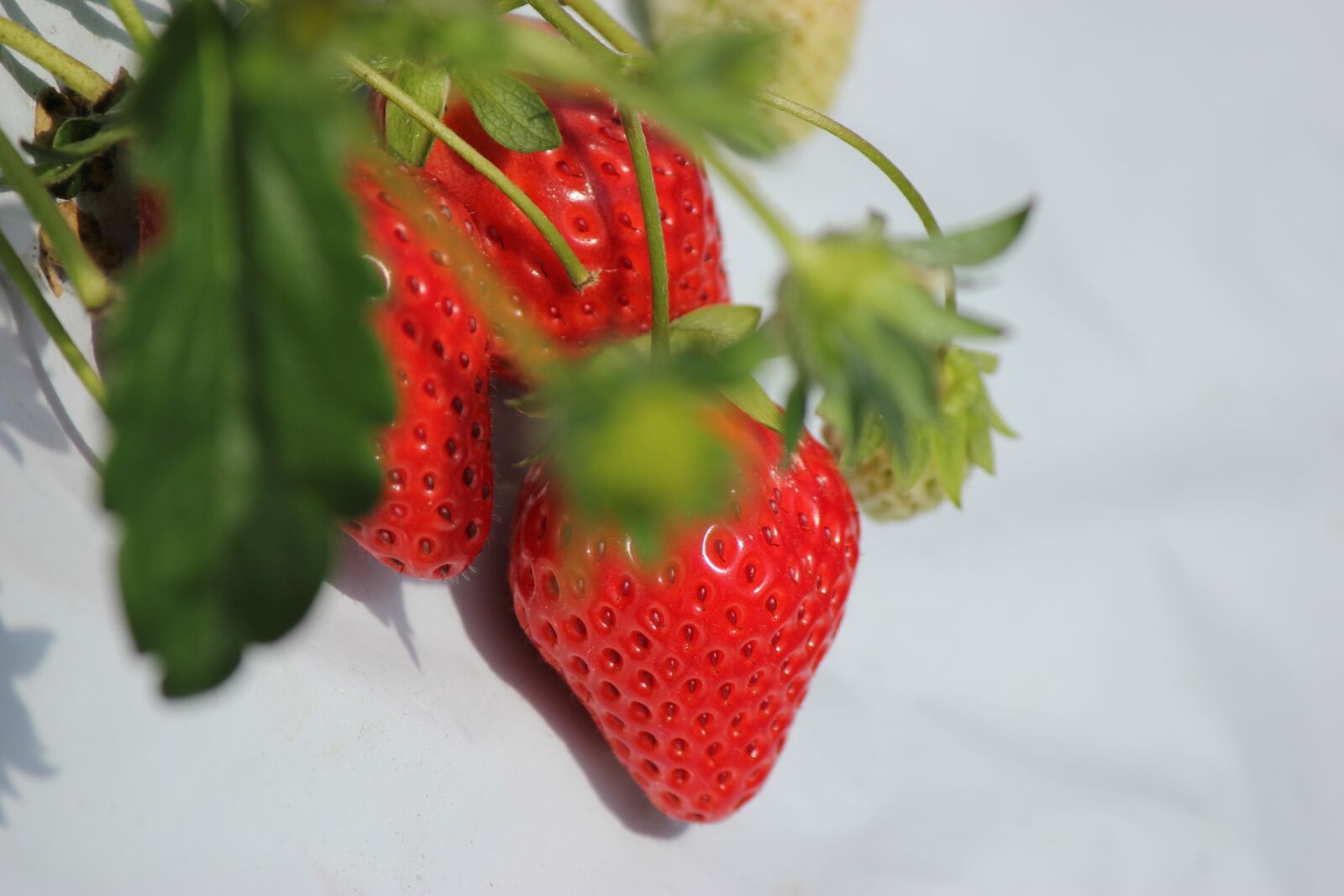 Canon EOS 550D (EOS Rebel T2i / EOS Kiss X4) sample photo. Hood, healthy, fruit photography
