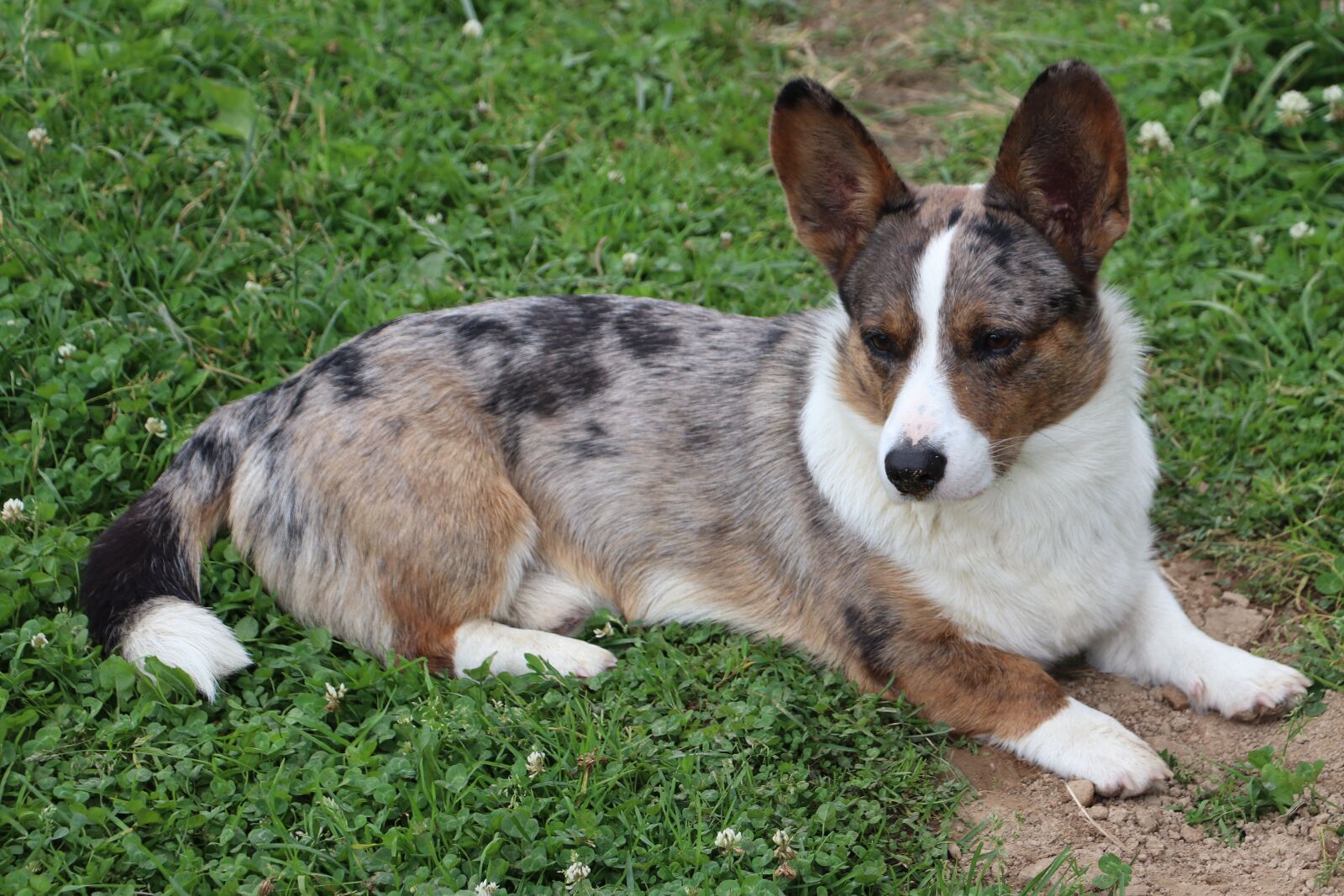 Canon EOS 200D (EOS Rebel SL2 / EOS Kiss X9) sample photo. Dog, corgi, each photography
