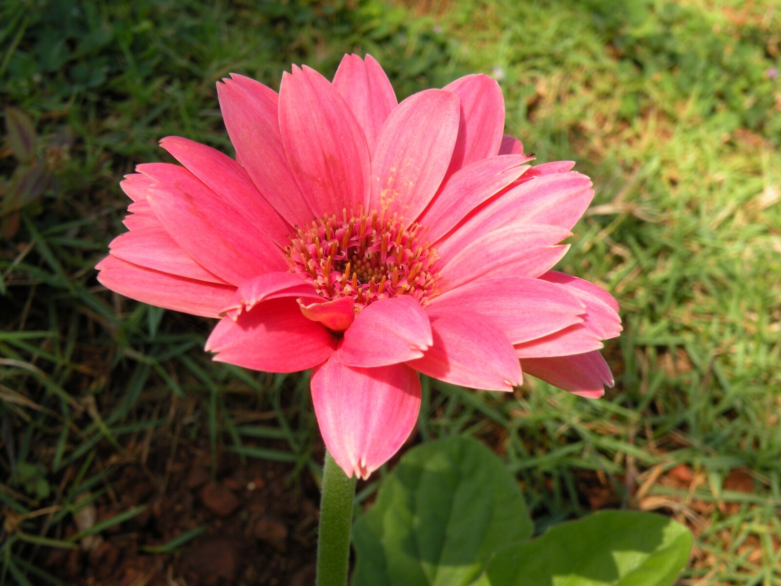 Nikon Coolpix P80 sample photo. Pink gerbera, close up photography