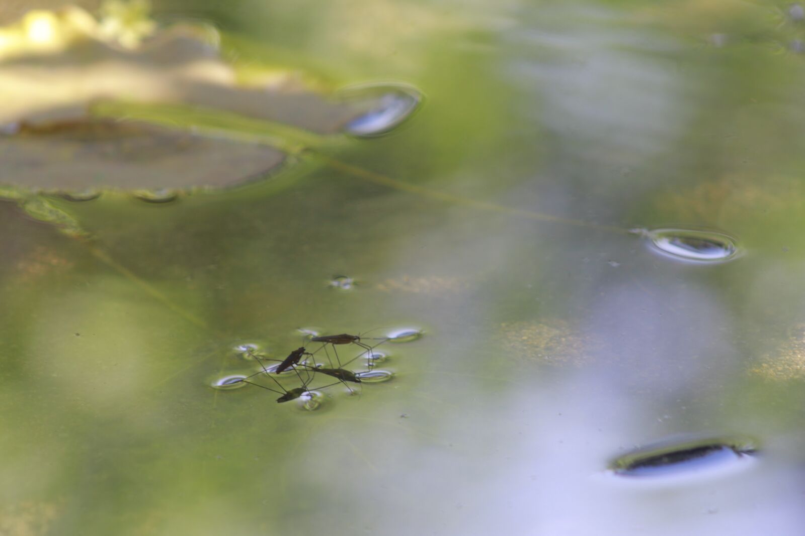Canon EOS 60D sample photo. O insect, animal, indonesia photography