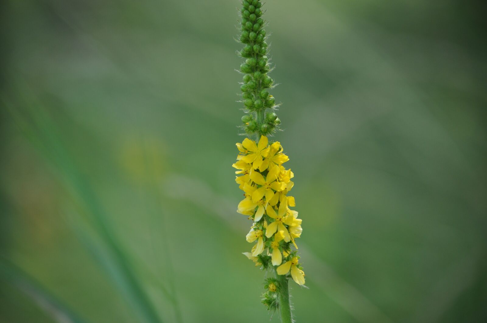 Nikon D90 sample photo. Nature, green, yellow photography