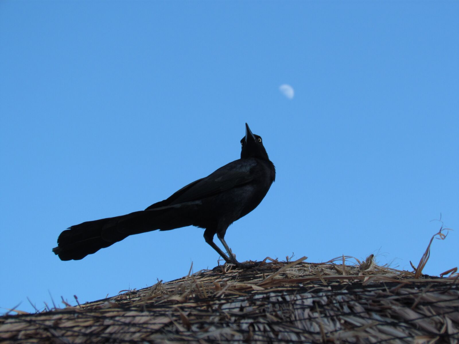 Canon PowerShot SX30 IS sample photo. Bird, moon, sky photography