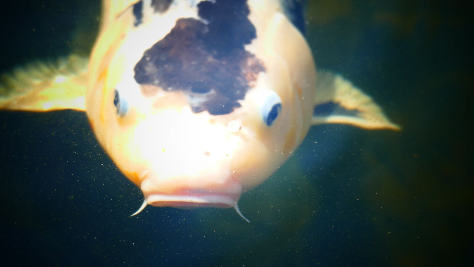 Panasonic Lumix DMC-FZ1000 sample photo. Fish, garden pond, koi photography