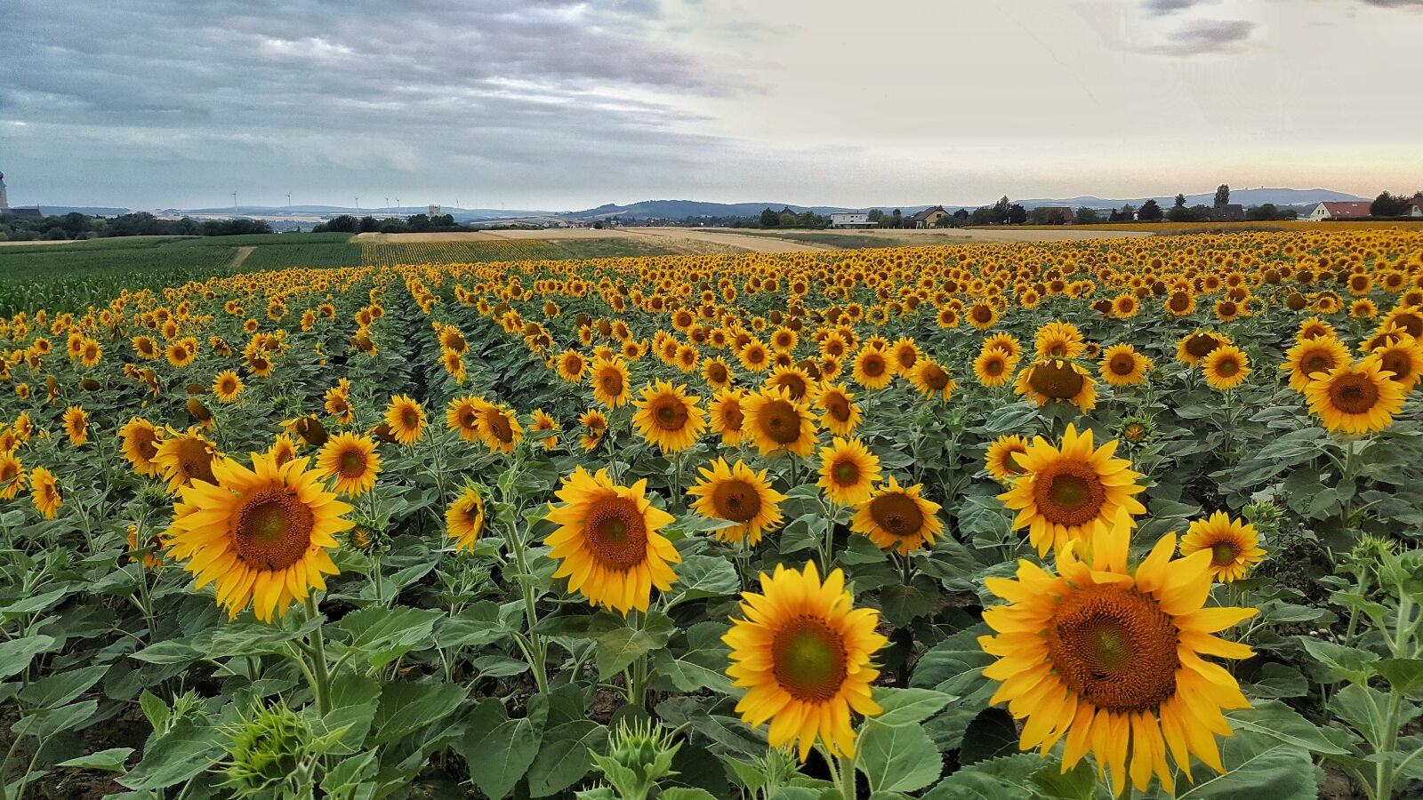 Samsung Galaxy S6 sample photo. Sunflower, nature, sky photography