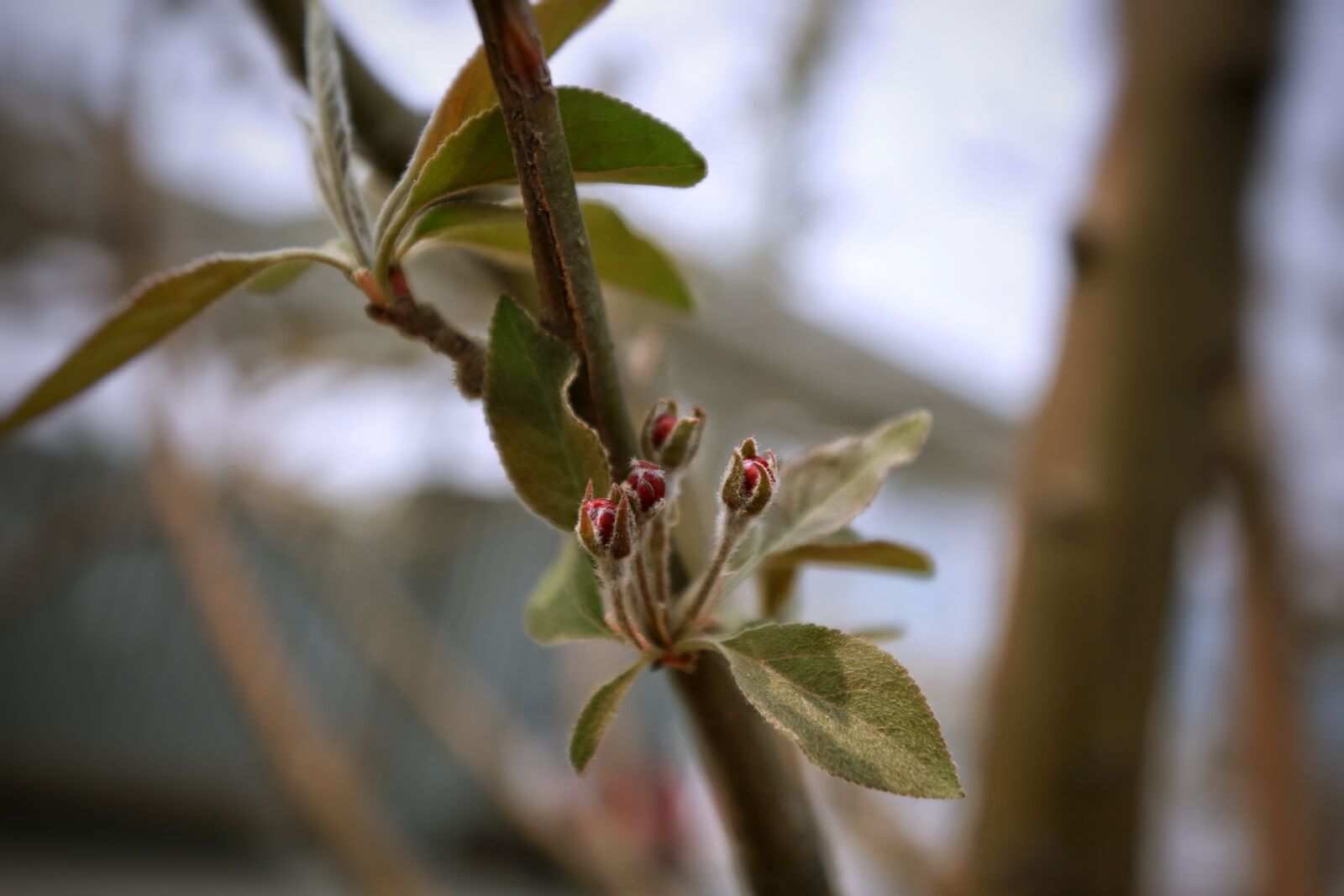 Canon EF 16-35mm F4L IS USM sample photo. Leaf, tree, plant photography