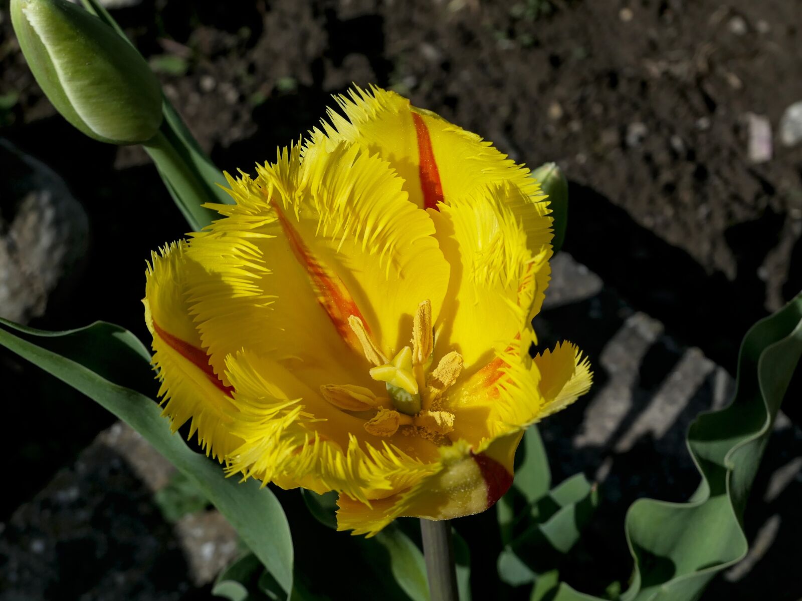 Panasonic Lumix DMC-LX10 (Lumix DMC-LX15) sample photo. Tulip, yellow, blossom photography