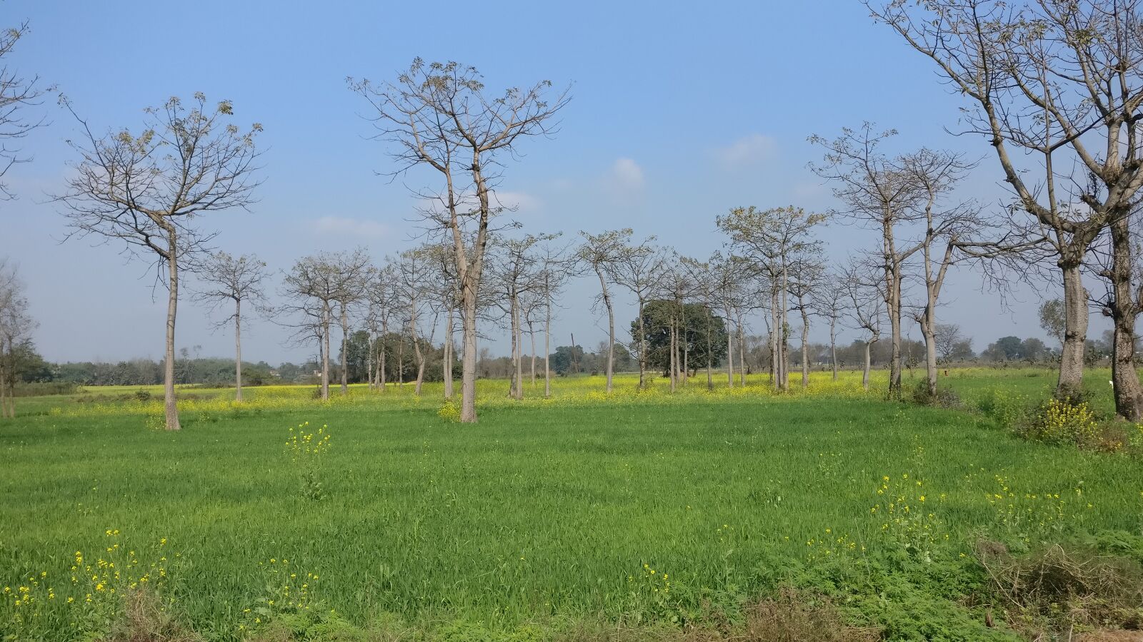 OnePlus A3003 sample photo. Leafless, tree photography