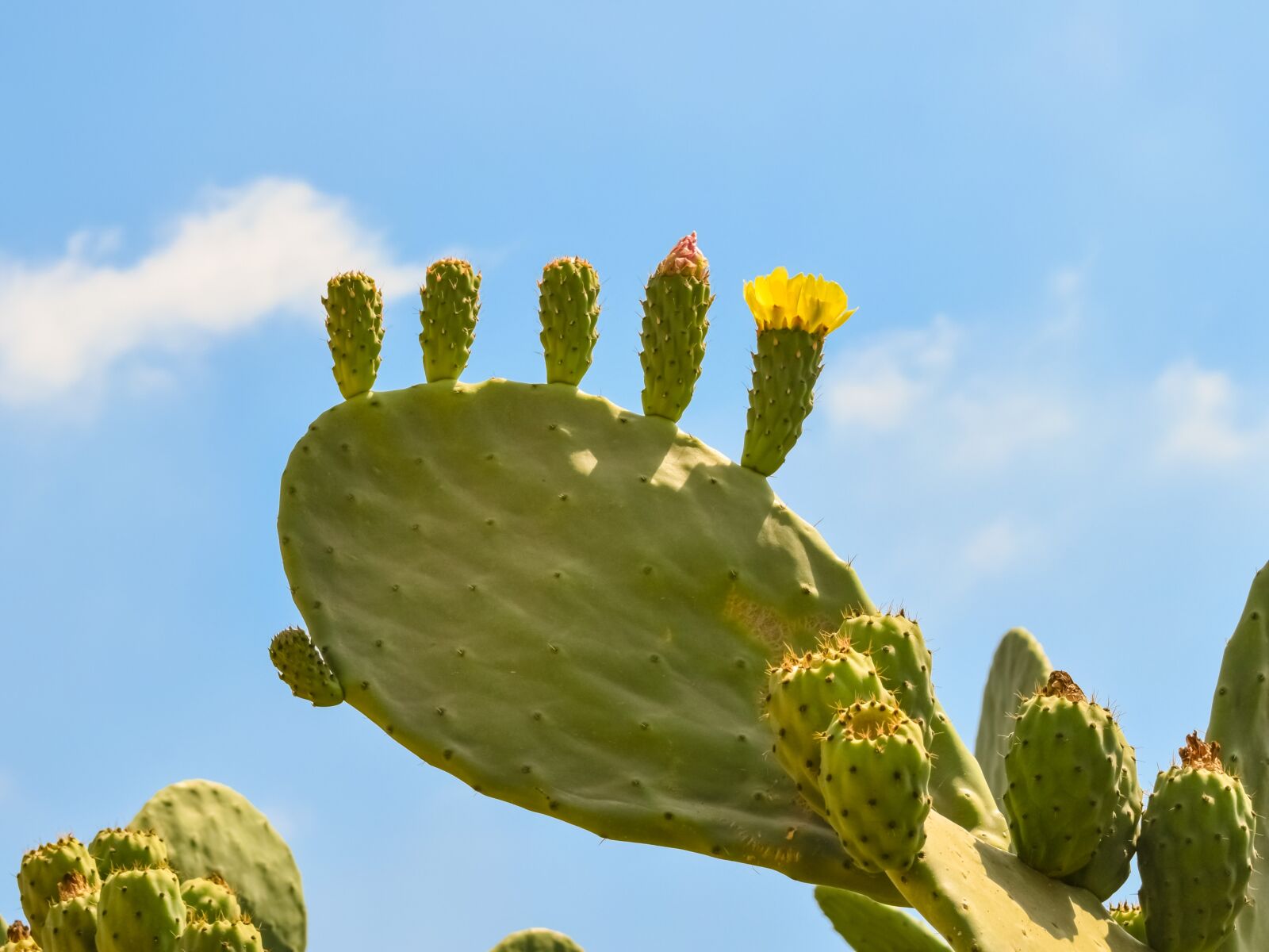 Nikon D3300 sample photo. Prickly pear, plant, cactus photography