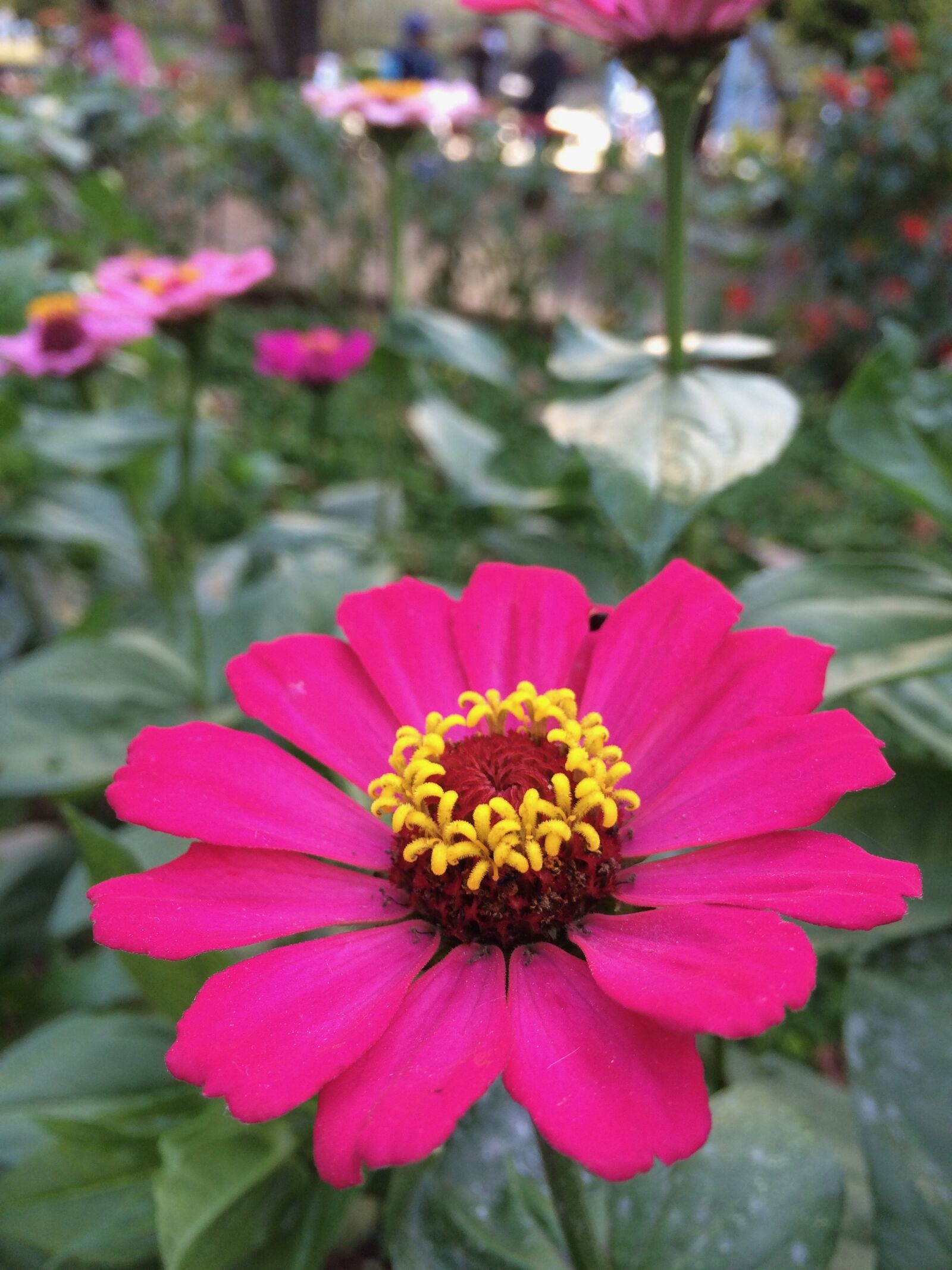 iPhone 5s back camera 4.15mm f/2.2 sample photo. Flower, ink, yellow photography