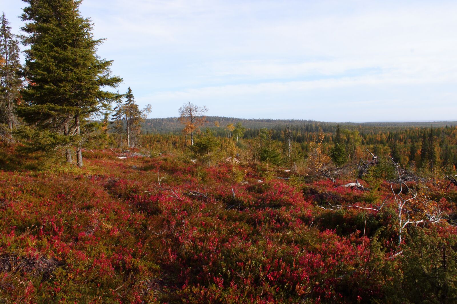 Canon EOS 500D (EOS Rebel T1i / EOS Kiss X3) sample photo. Autumn, lapland, nipple photography