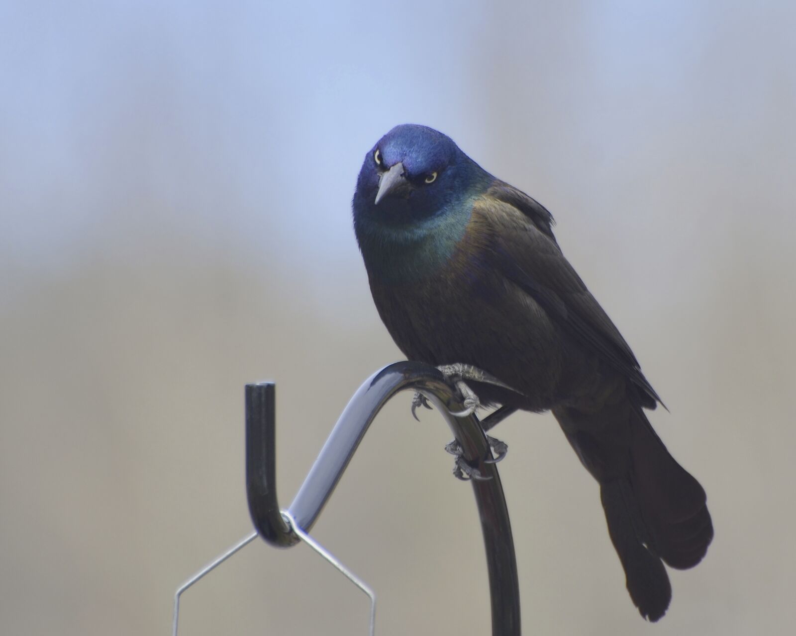 Nikon D7000 sample photo. Common grackle, grackle standing photography