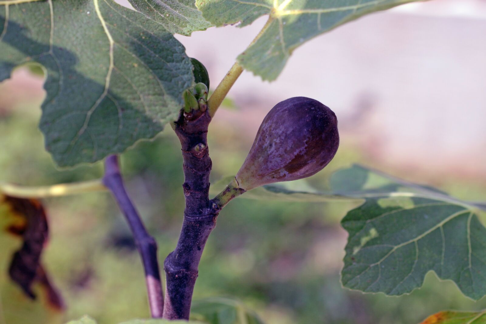 Canon EOS 500D (EOS Rebel T1i / EOS Kiss X3) sample photo. Fig, fruit, purple photography