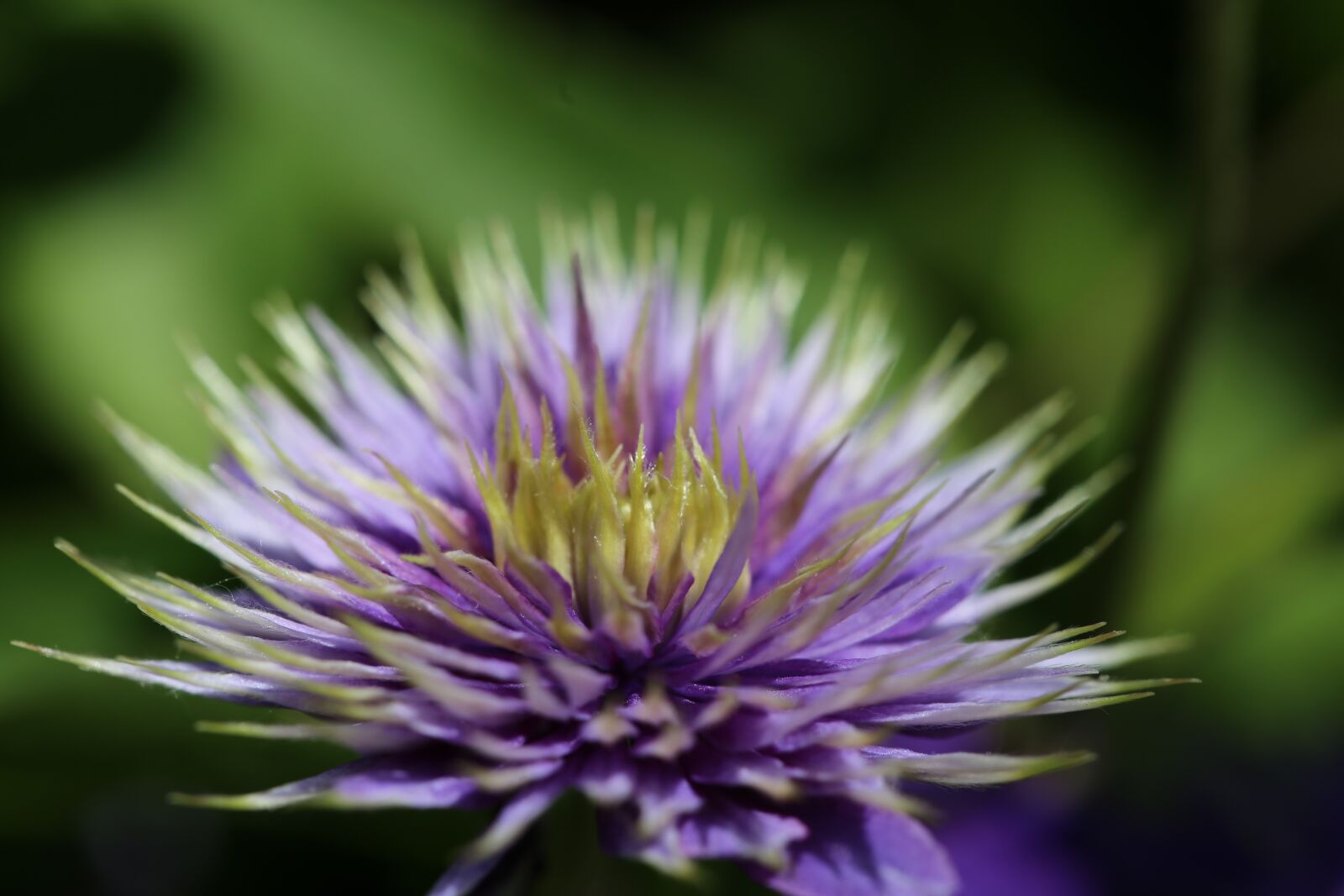 Canon EF 100mm F2.8L Macro IS USM sample photo. Flower, blossom, bloom photography