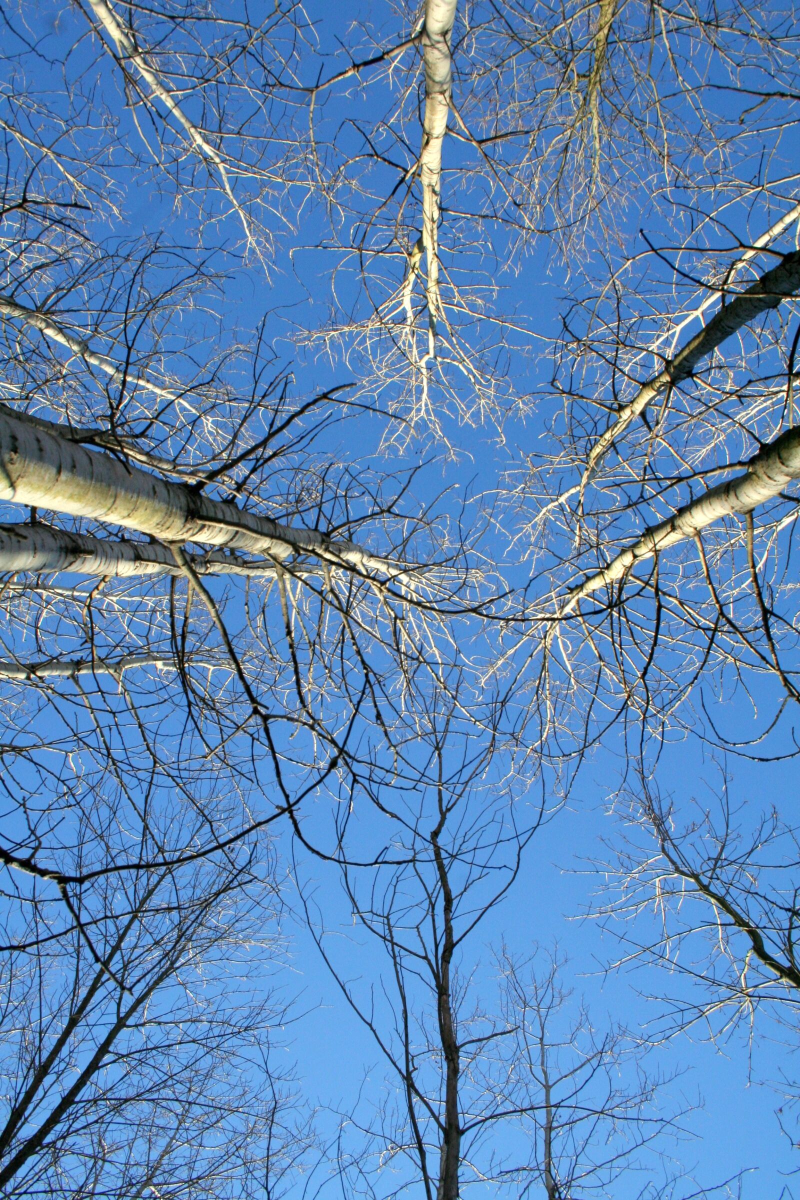 Canon EOS 350D (EOS Digital Rebel XT / EOS Kiss Digital N) sample photo. Tree, winter, birch photography