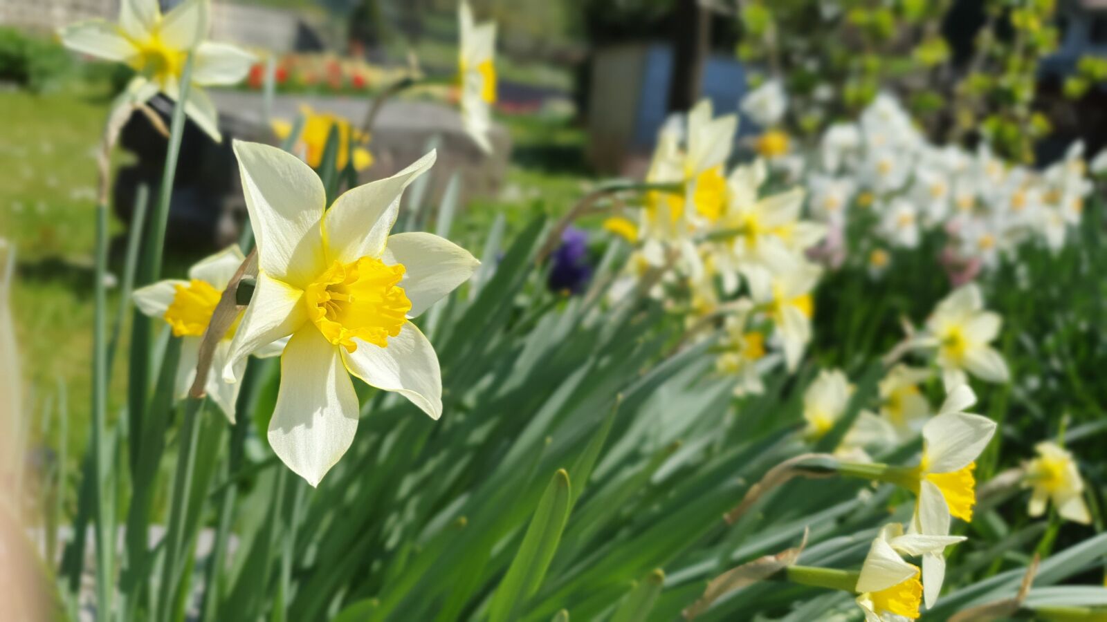 Samsung Galaxy S10e sample photo. Daffodils, flowers, prato photography