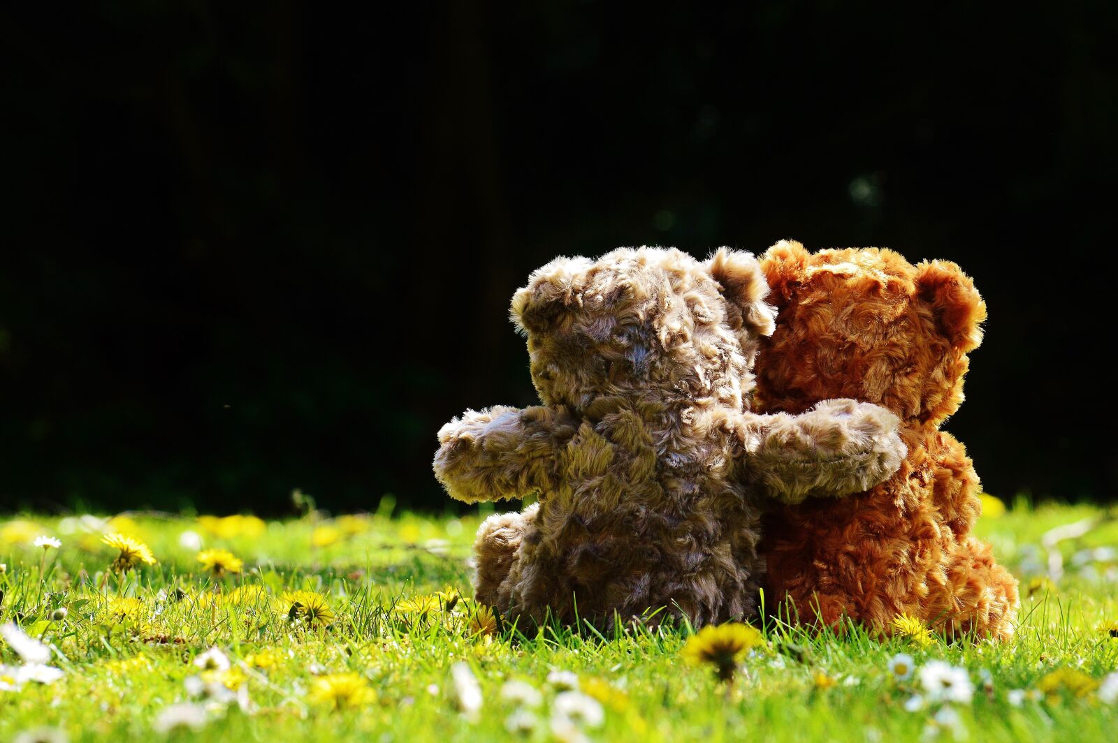 Nikon D3200 sample photo. Teddy, love, romantic photography