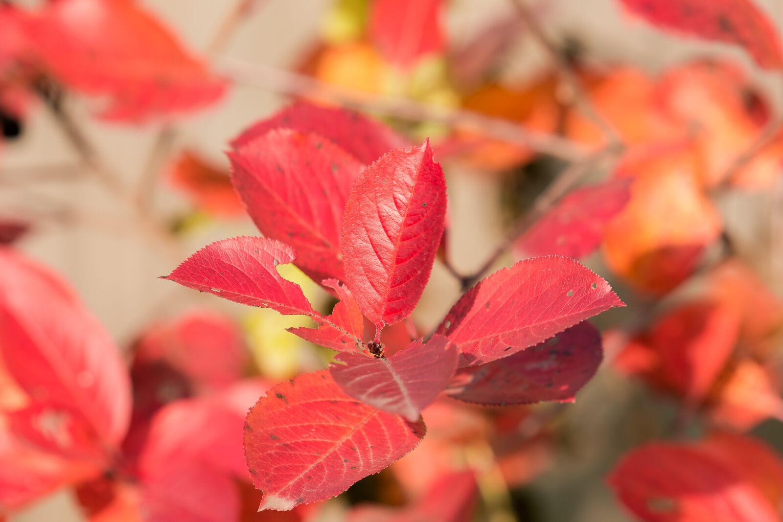 Nikon D7200 sample photo. Autumn, leaves, nature photography