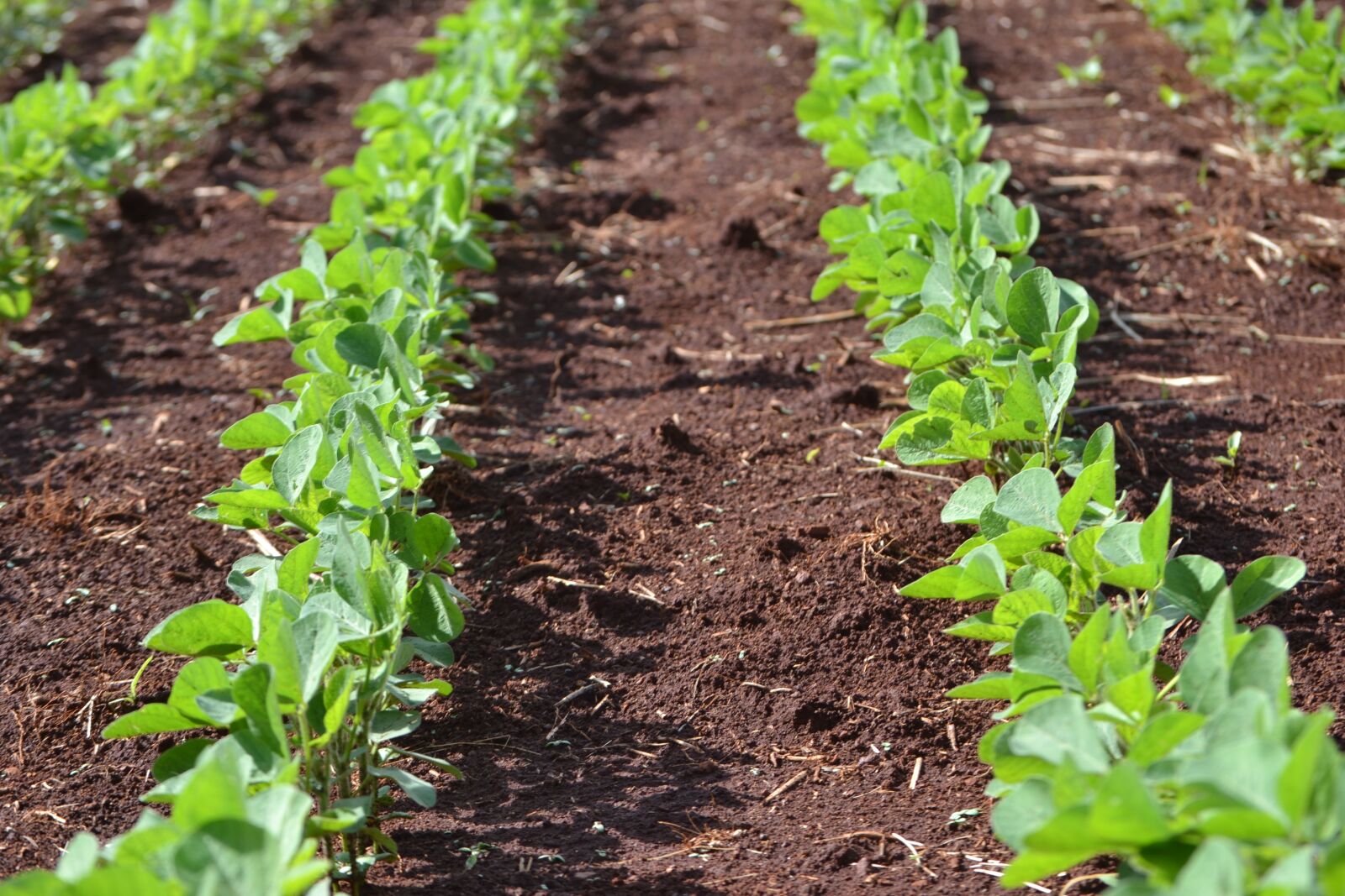 Nikon D3100 sample photo. Soybeans, plantation, agriculture photography