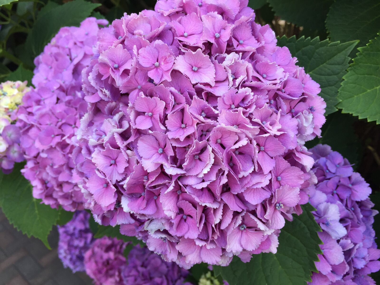 Apple iPhone 6 sample photo. Pink, hydrangea, flowers photography