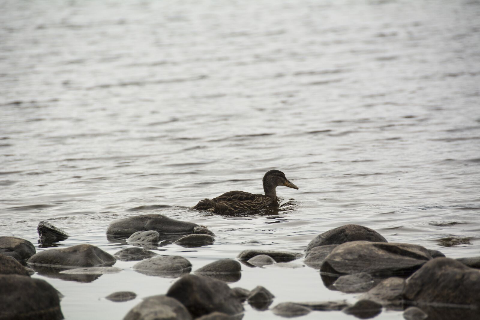 Nikon D7100 sample photo. Duck, water, bank photography