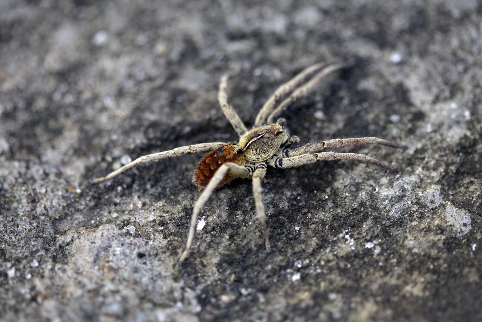 Canon EOS 5D Mark II sample photo. Spider, nature, arachnid photography