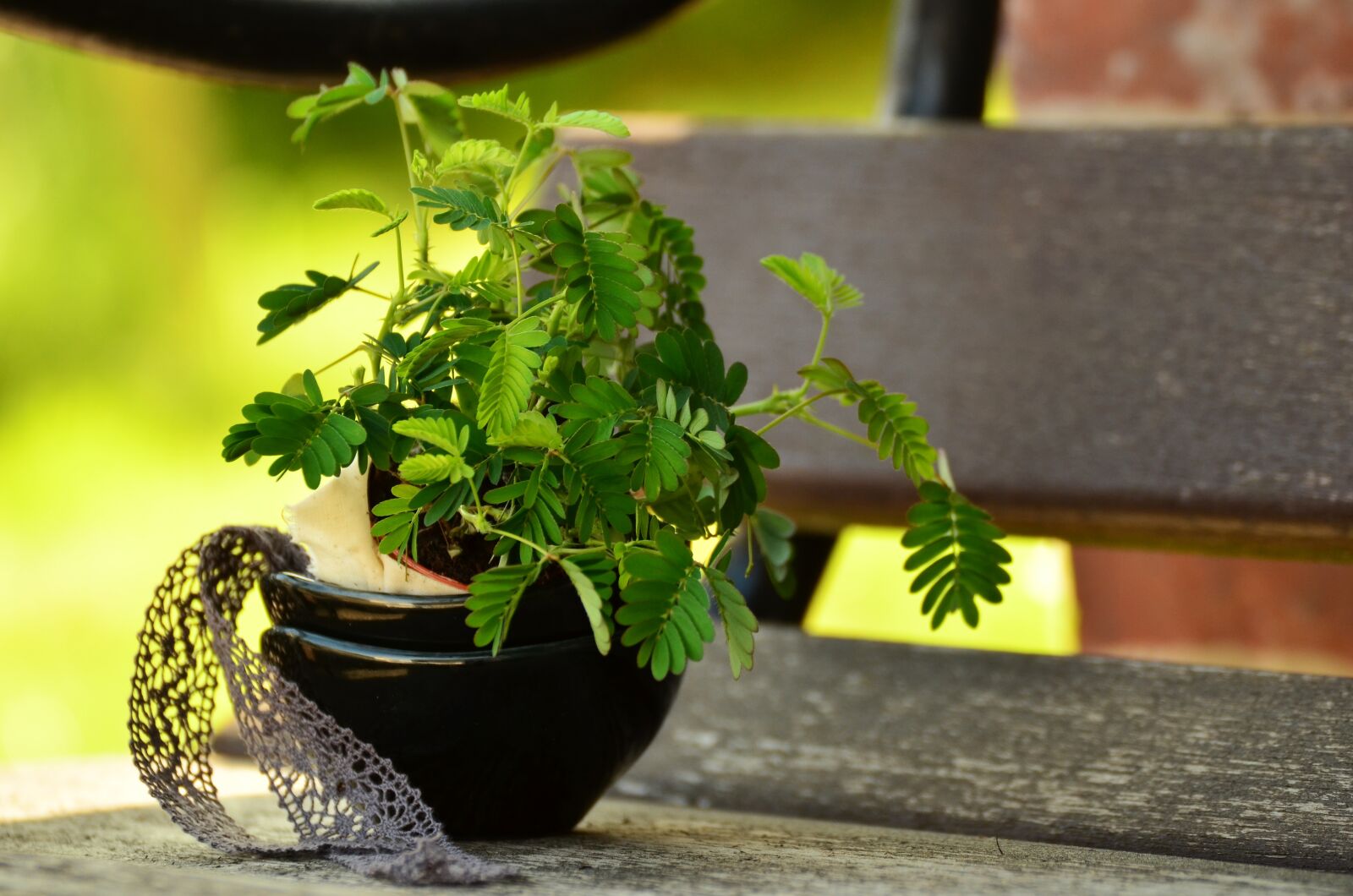 Nikon D5100 sample photo. Mimosa, plant, mimosa pudica photography