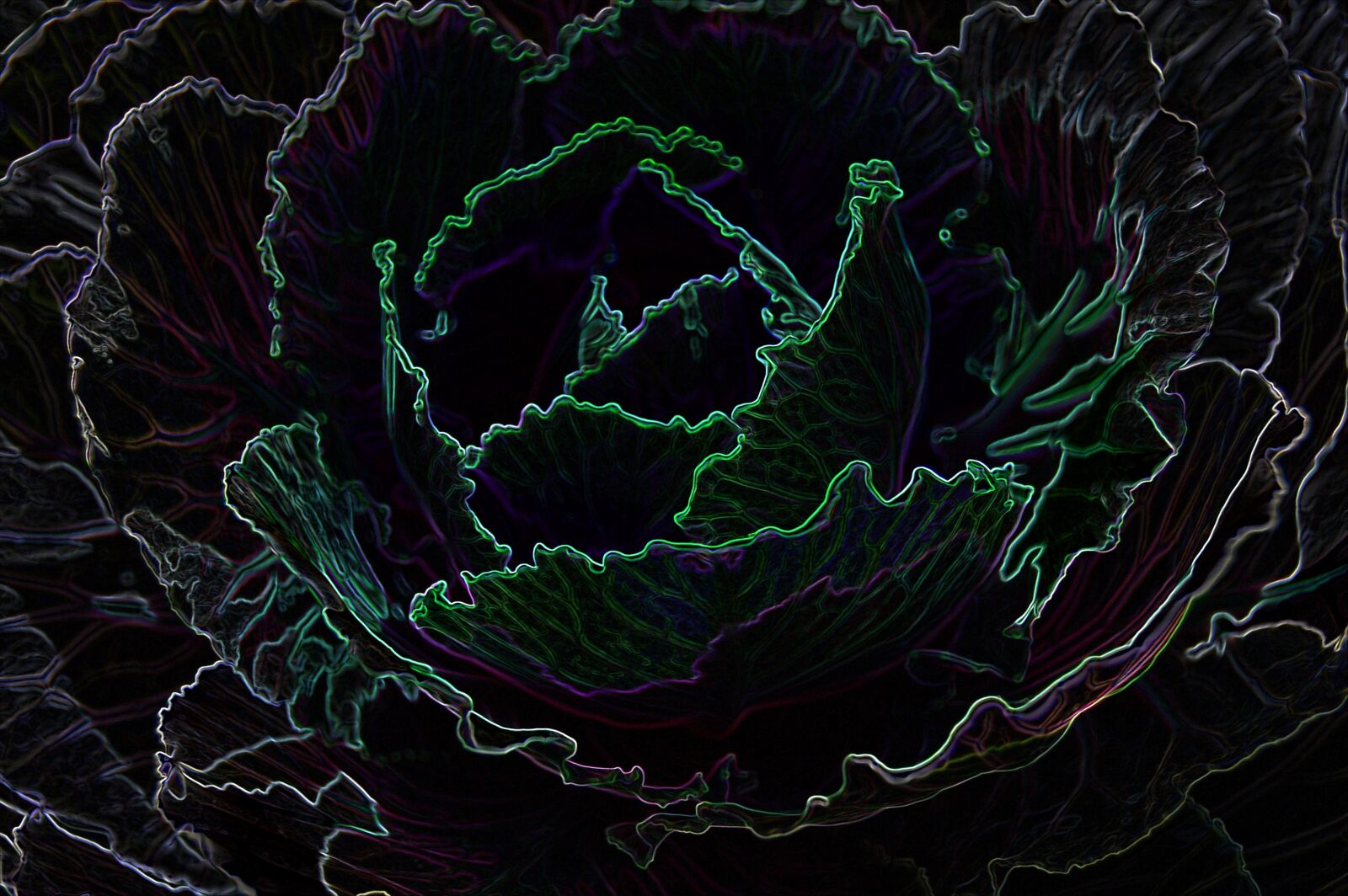 Nikon D40 sample photo. Edge, glow, cabbage photography