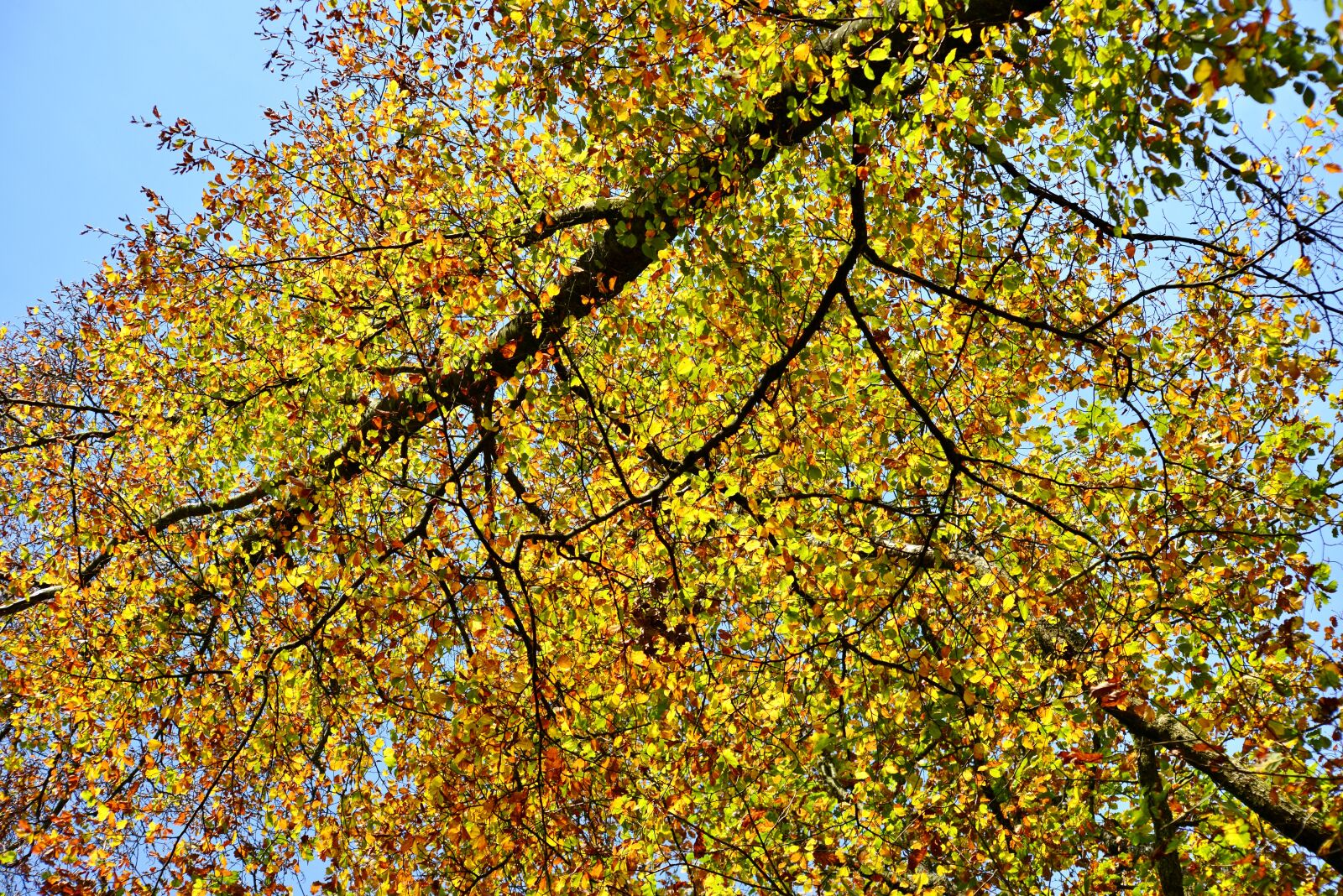 Nikon D600 sample photo. Trees, fall colors, fur photography