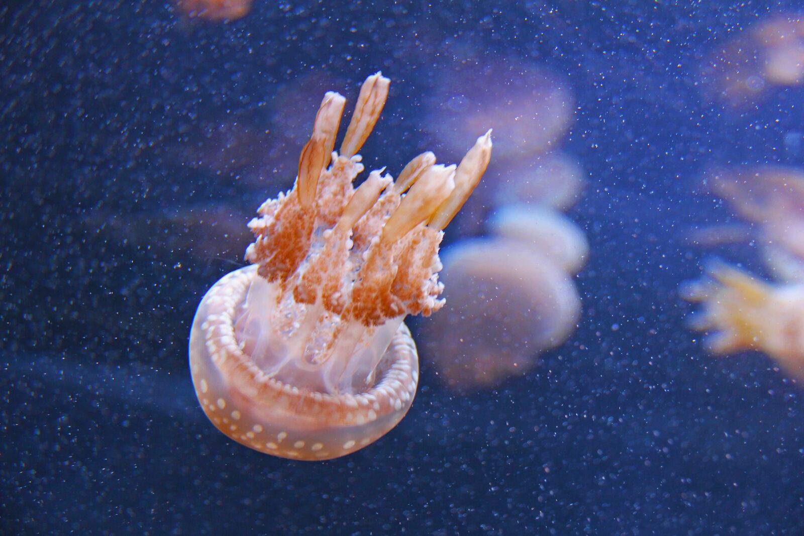 Canon EF-S 18-200mm F3.5-5.6 IS sample photo. Jellyfish, fish, blue photography