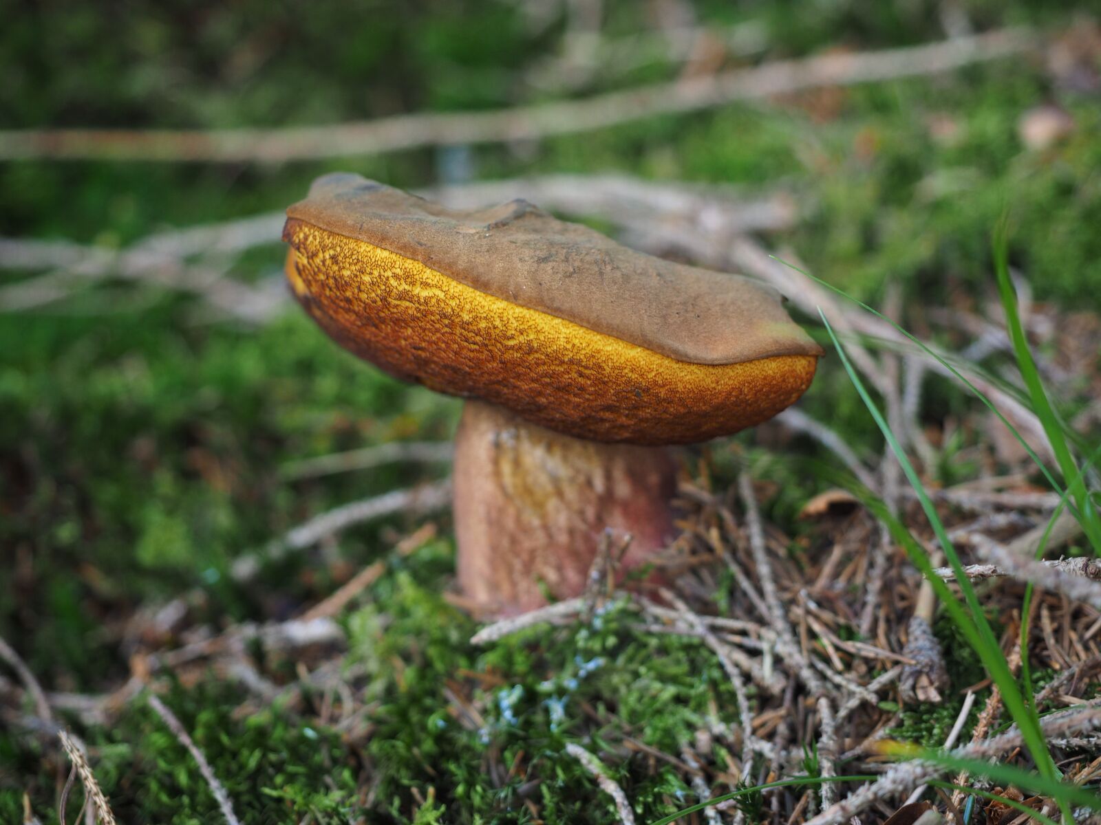Olympus OM-D E-M1 + Olympus M.Zuiko Digital ED 12-40mm F2.8 Pro sample photo. Mushroom, cep, common mushroom photography