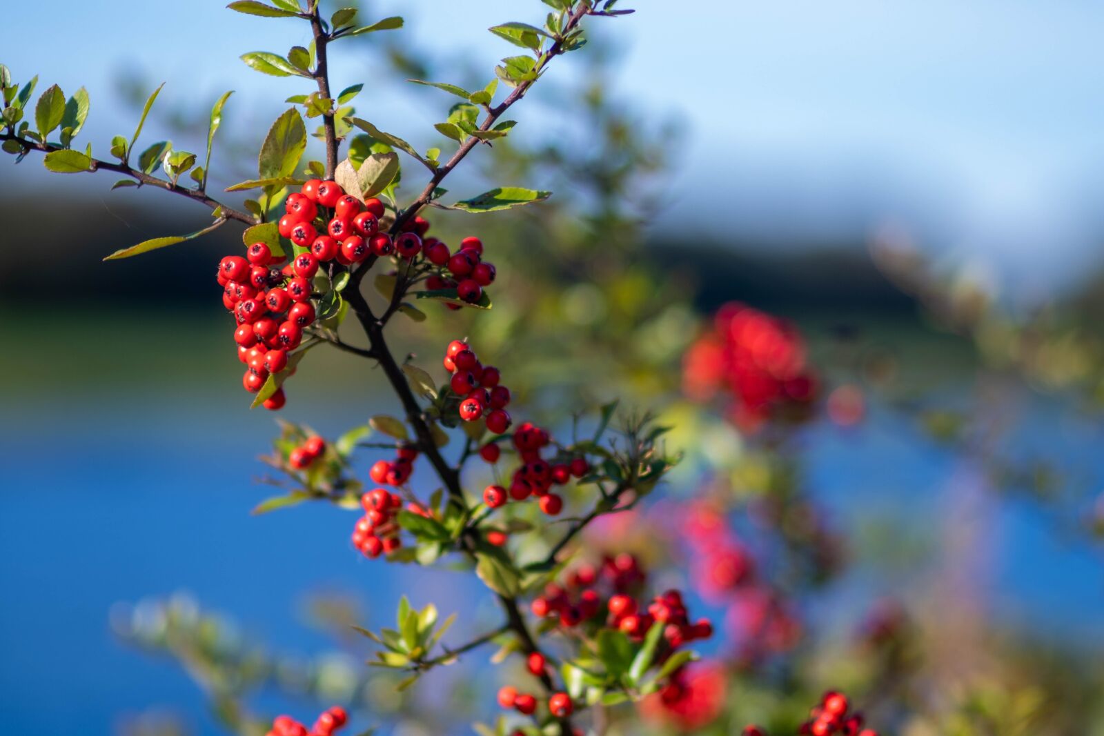 Fujifilm X-T3 sample photo. Scotland, autumn, berries photography