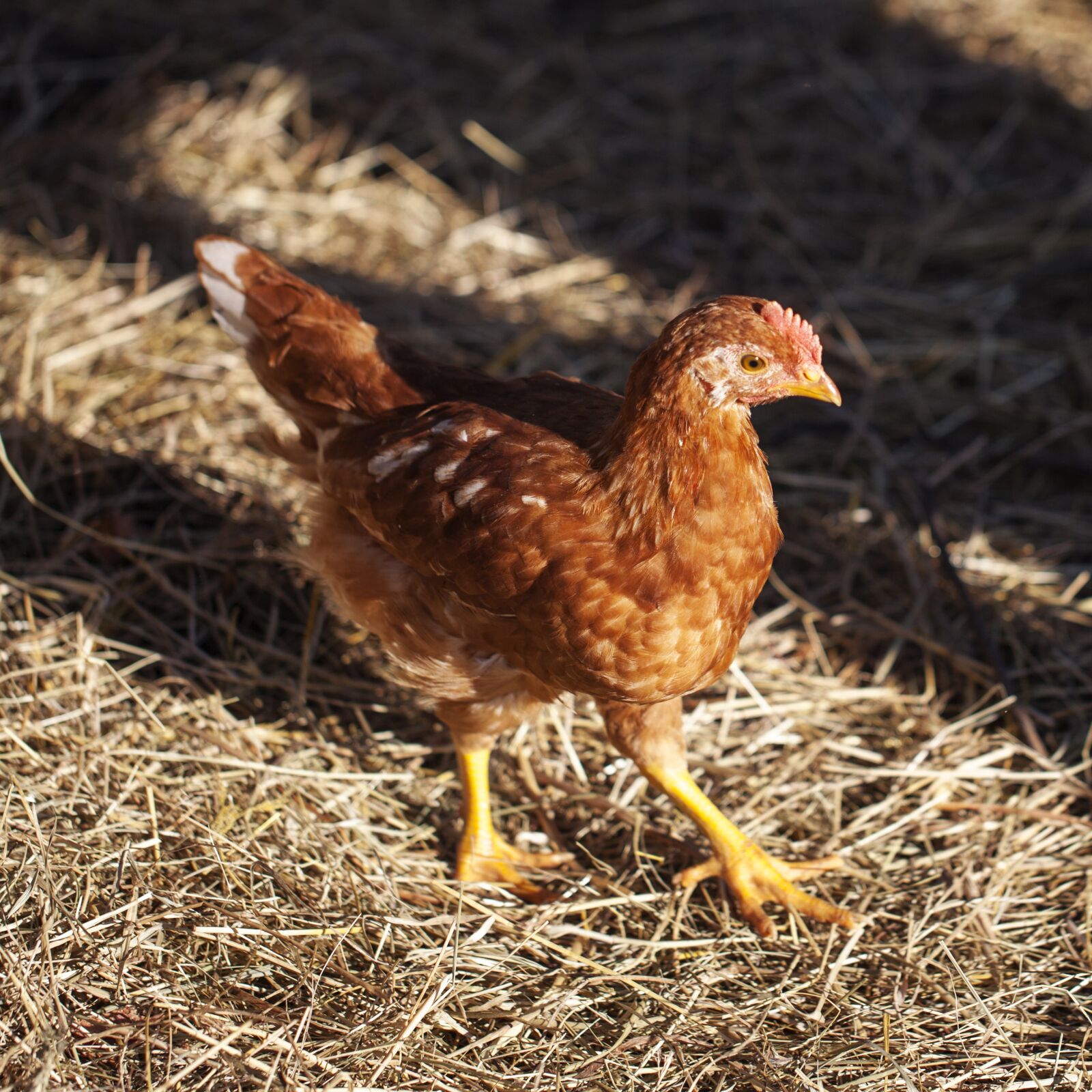 Canon EF 100mm F2.8L Macro IS USM sample photo. The chicken, young hens photography