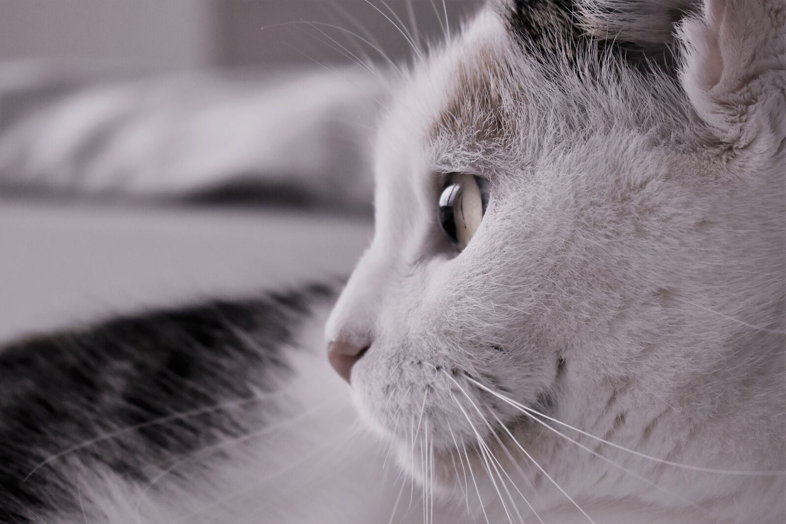 Nikon D5500 sample photo. Cat, pet, animal photography