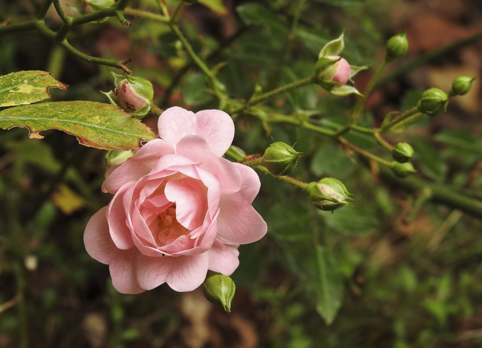 Nikon Coolpix P900 sample photo. Flower, nature, flora photography