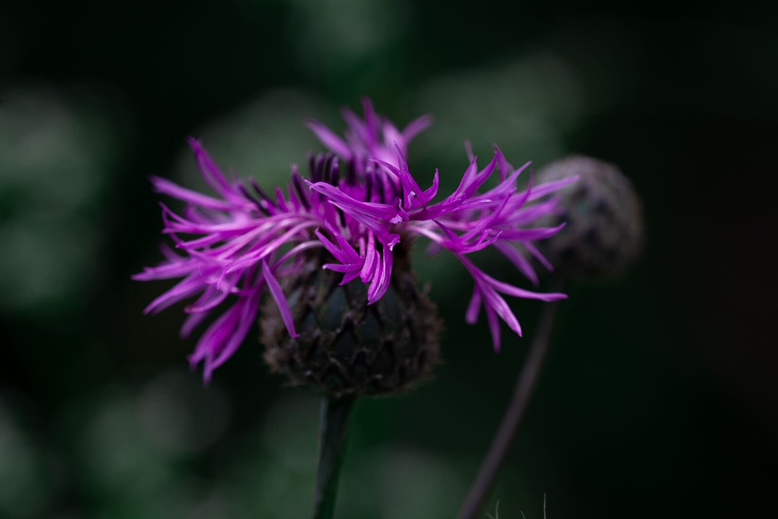 Nikon D7100 sample photo. Knapweed, purple, purple knapweed photography