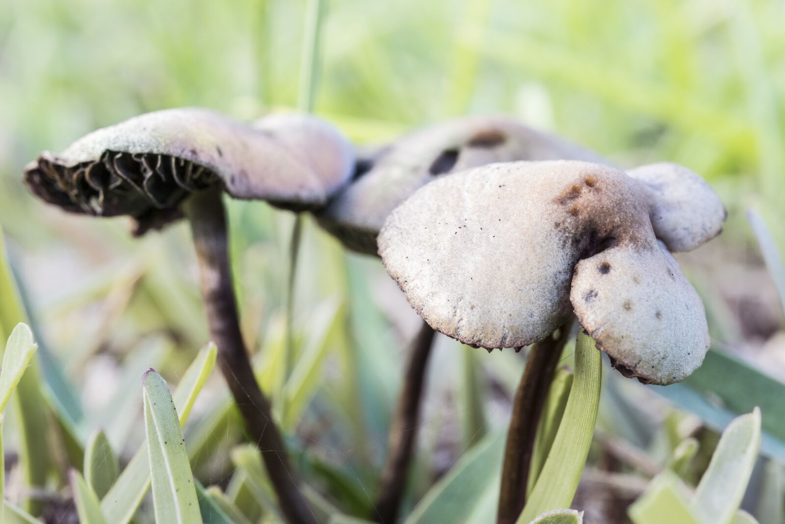 Canon EOS 250D (EOS Rebel SL3 / EOS Kiss X10 / EOS 200D II) sample photo. Mushroom, toadstool, fungi photography